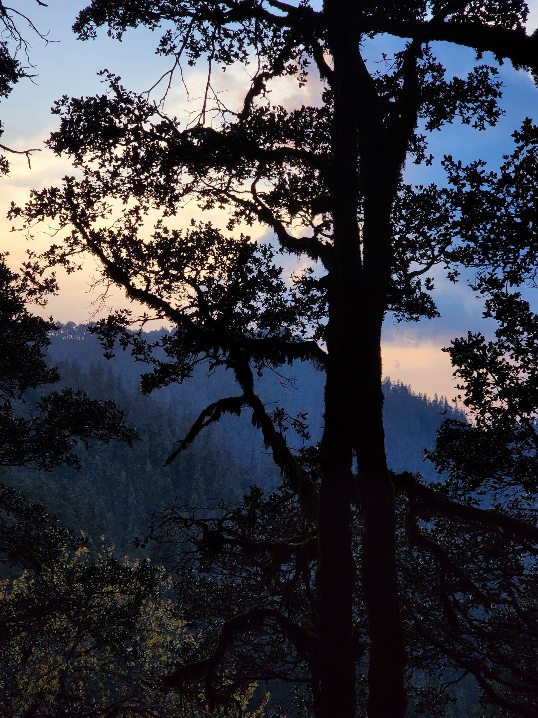Dark silhouettes of pine trees framing a hazy blue sky over the Jibhi Valley