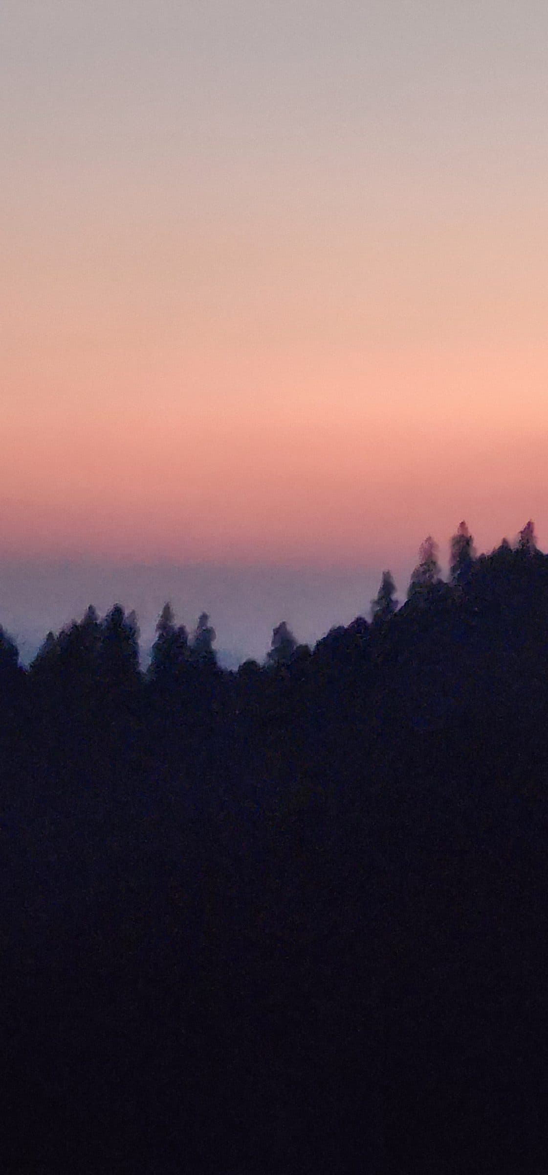Silhouette of dense pine trees against a colorful twilight sky in Jibhi Valley