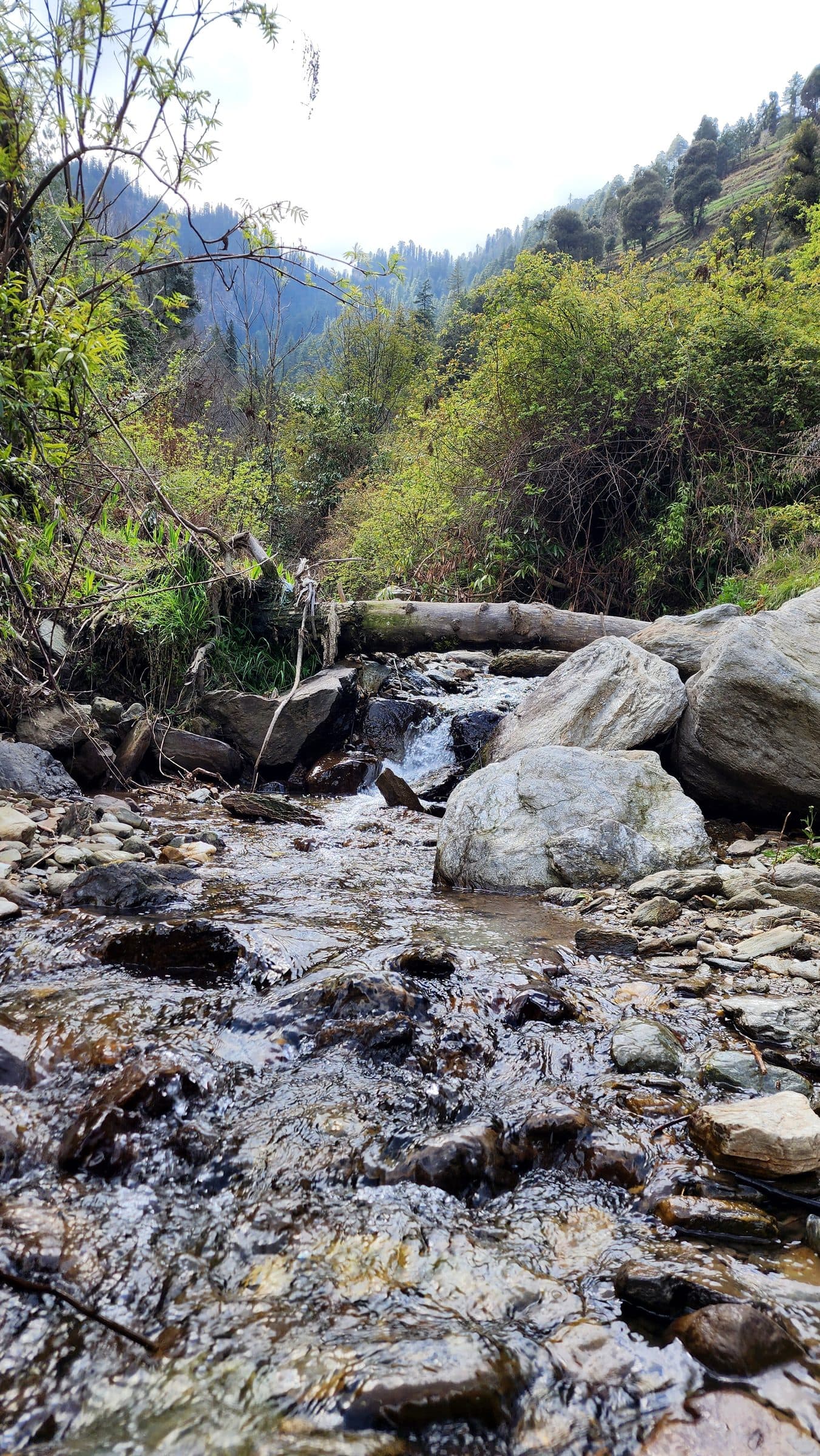Clear stream flowing over large rocks amidst dense green vegetation and forest, Near Ailyak Seri