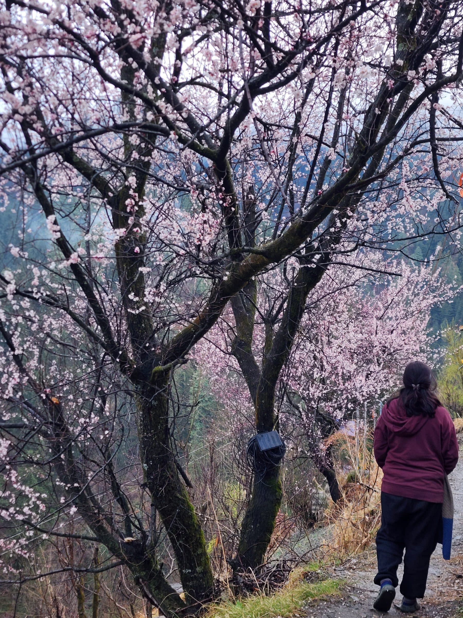 Where the Mountains Whisper: Discovering Jibhi, Himachal’s Hidden Valley of Stillness