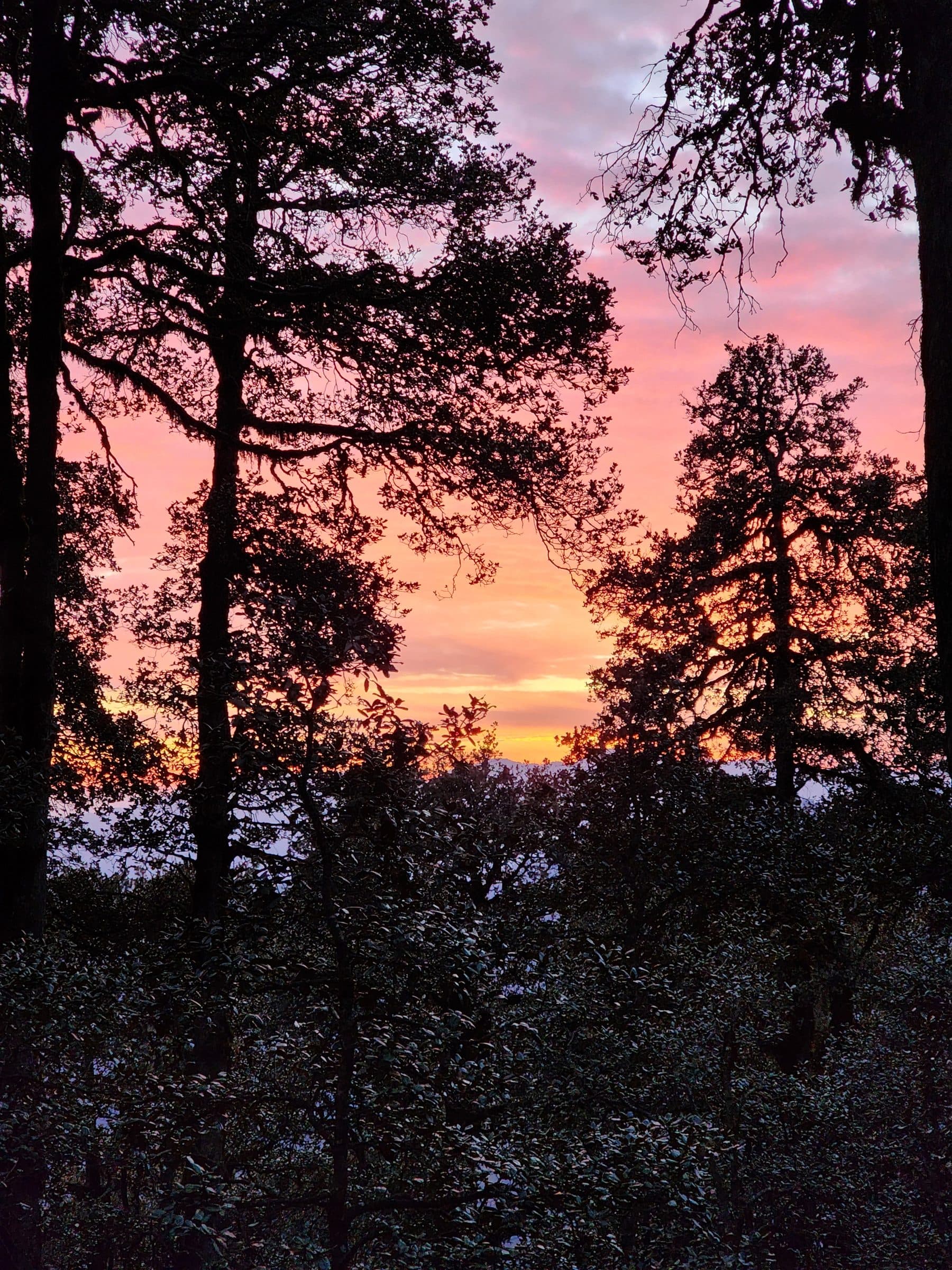 Tall pine trees silhouetted against a vibrant pink and orange sky in Jibhi