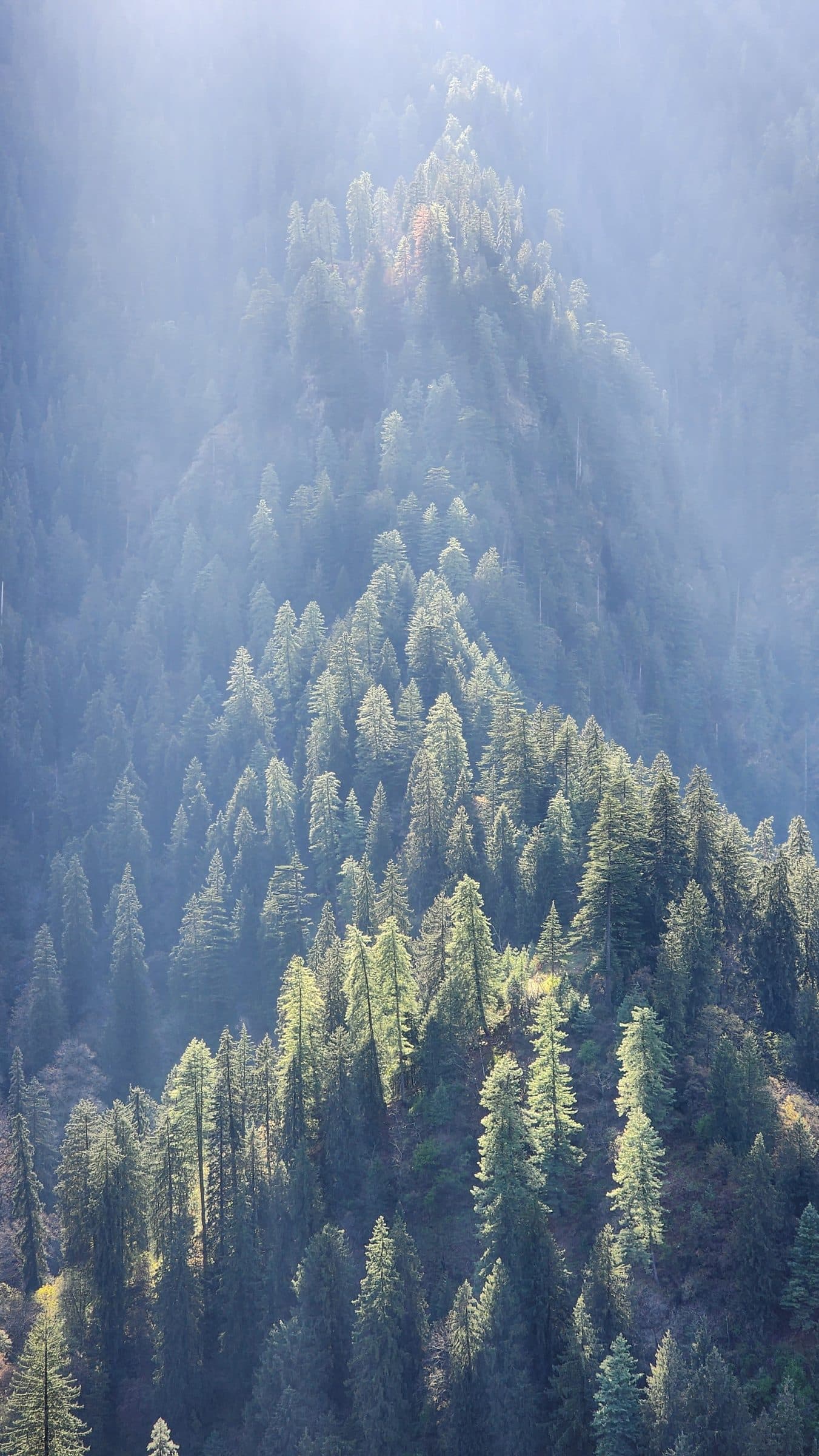 Dense pine trees covered in heavy mist in the Jibhi Himachal Pradesh valley