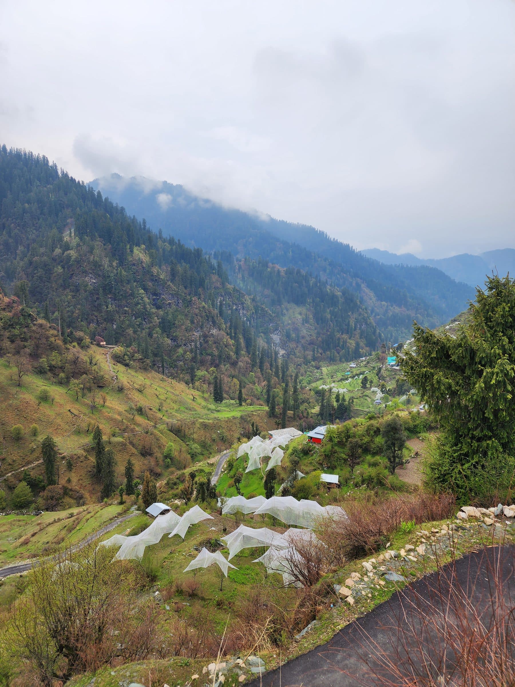 Forested hills in a valley covered by thick mist and fog