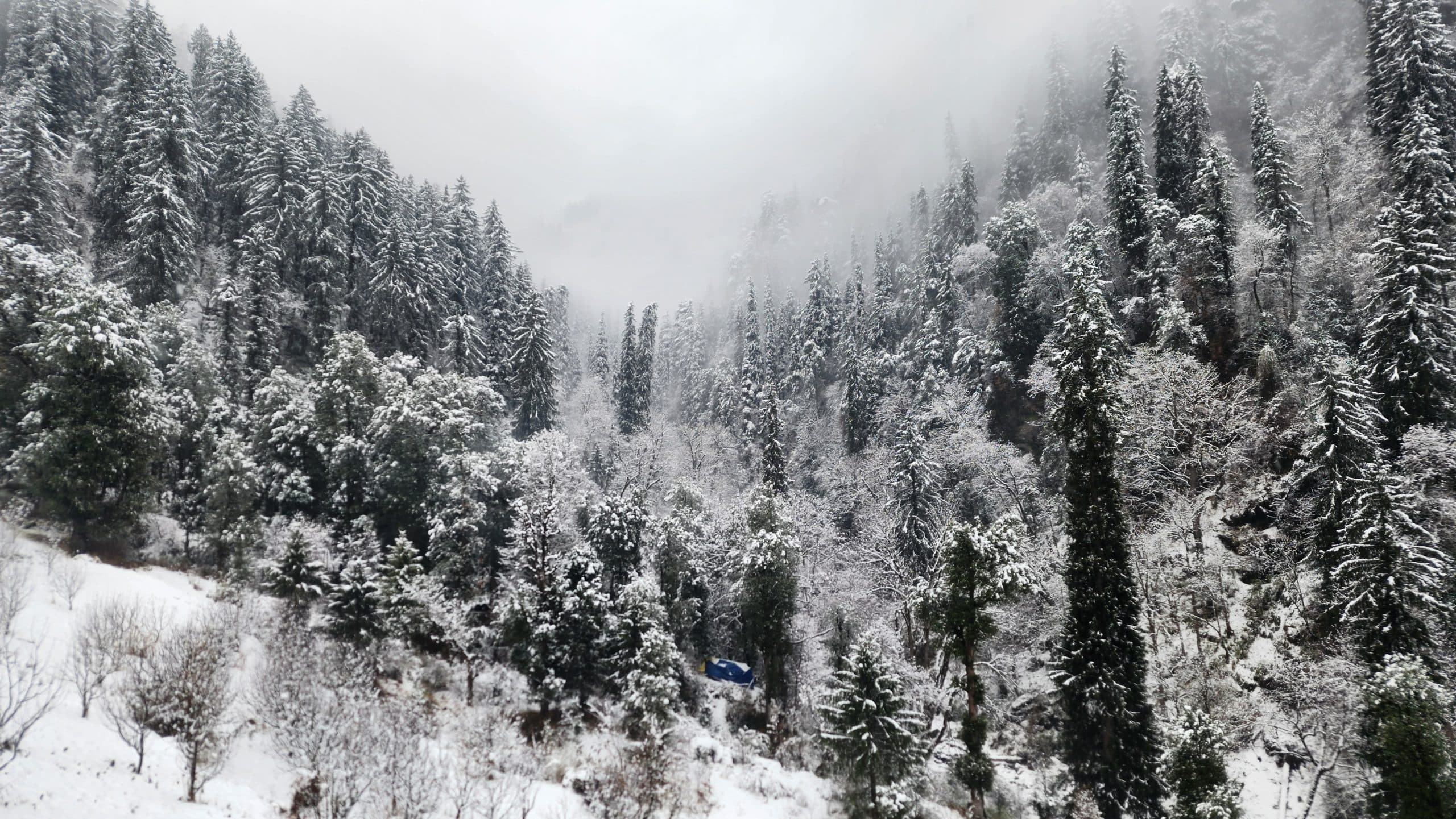 A forest near Ailyak Shoja fully covered in fresh snowfall in december in jibhi