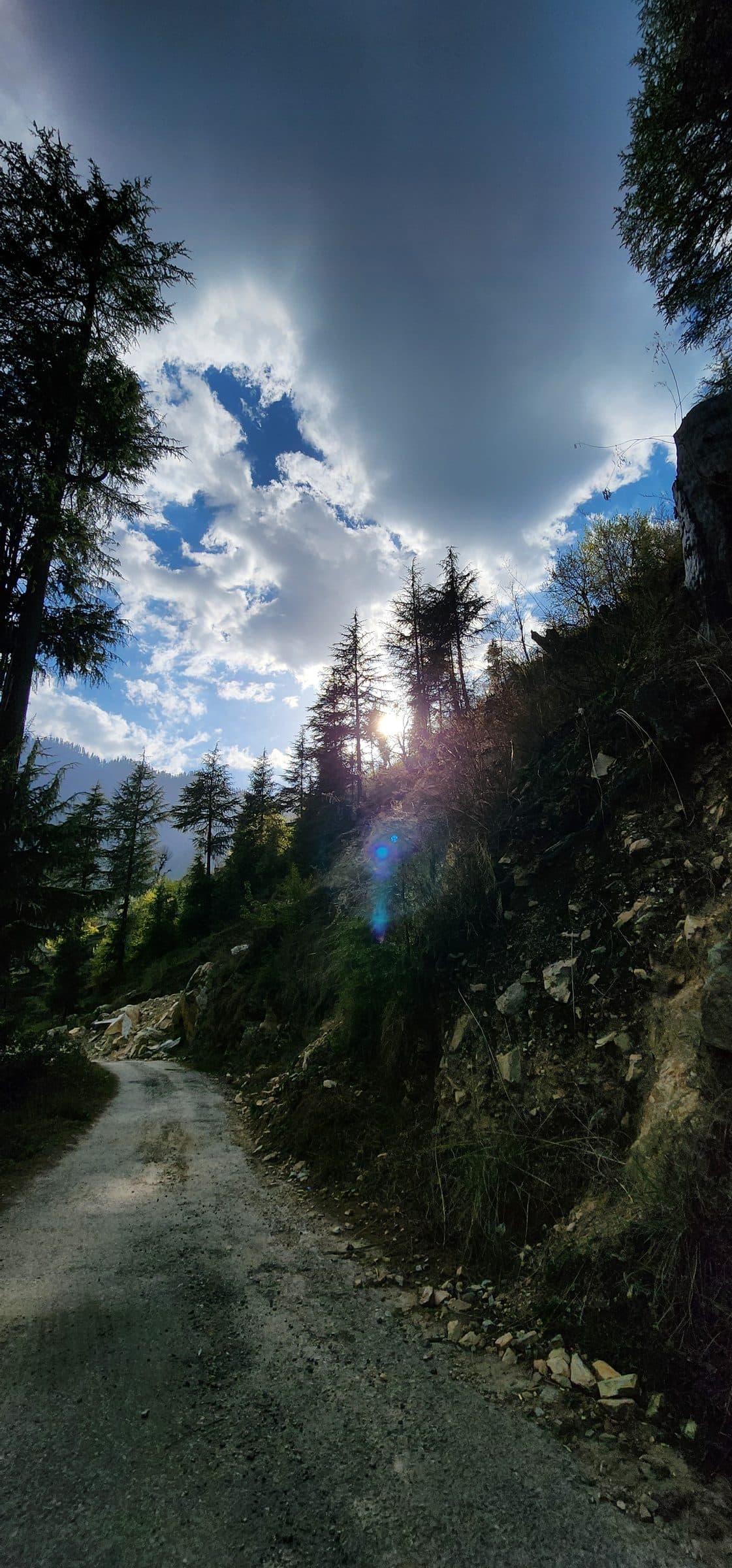 Dirt road winding through tall pine trees under a dramatic sky