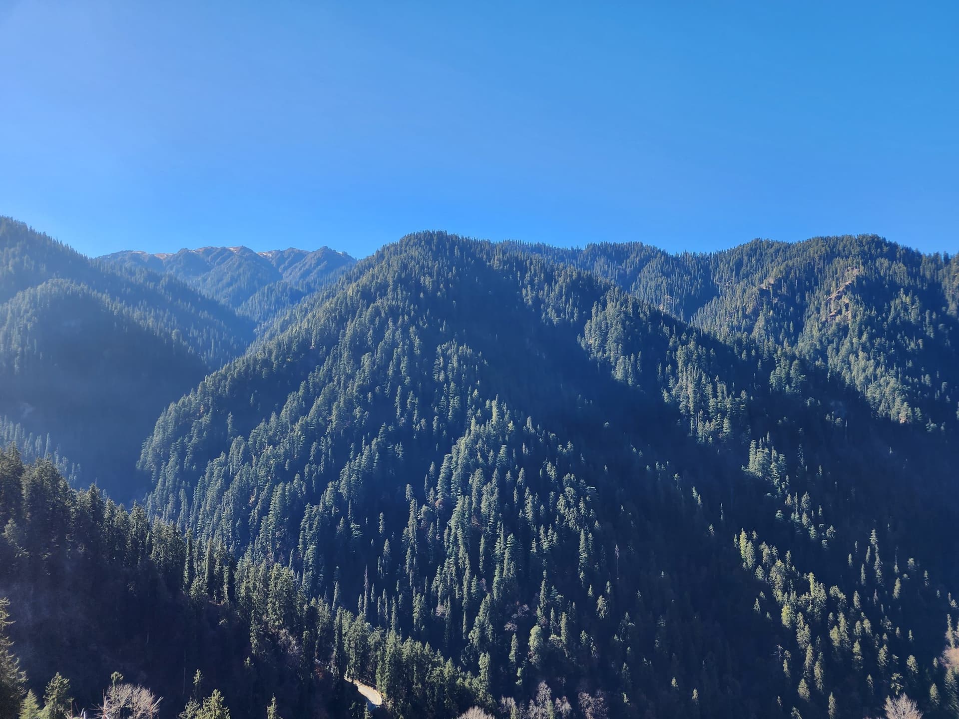 Dense green pine forests covering rolling mountains under a clear blue sky