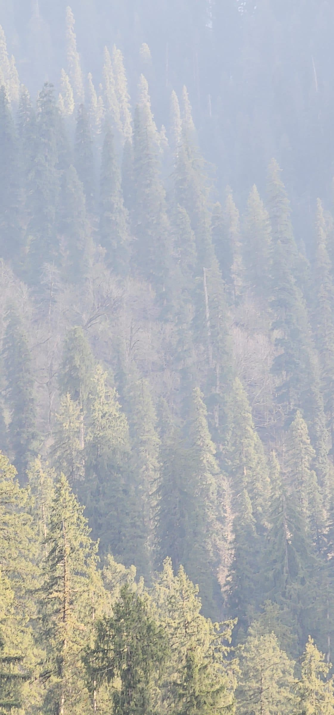 A dense view of tall pine trees covered in light morning mist in the valley.