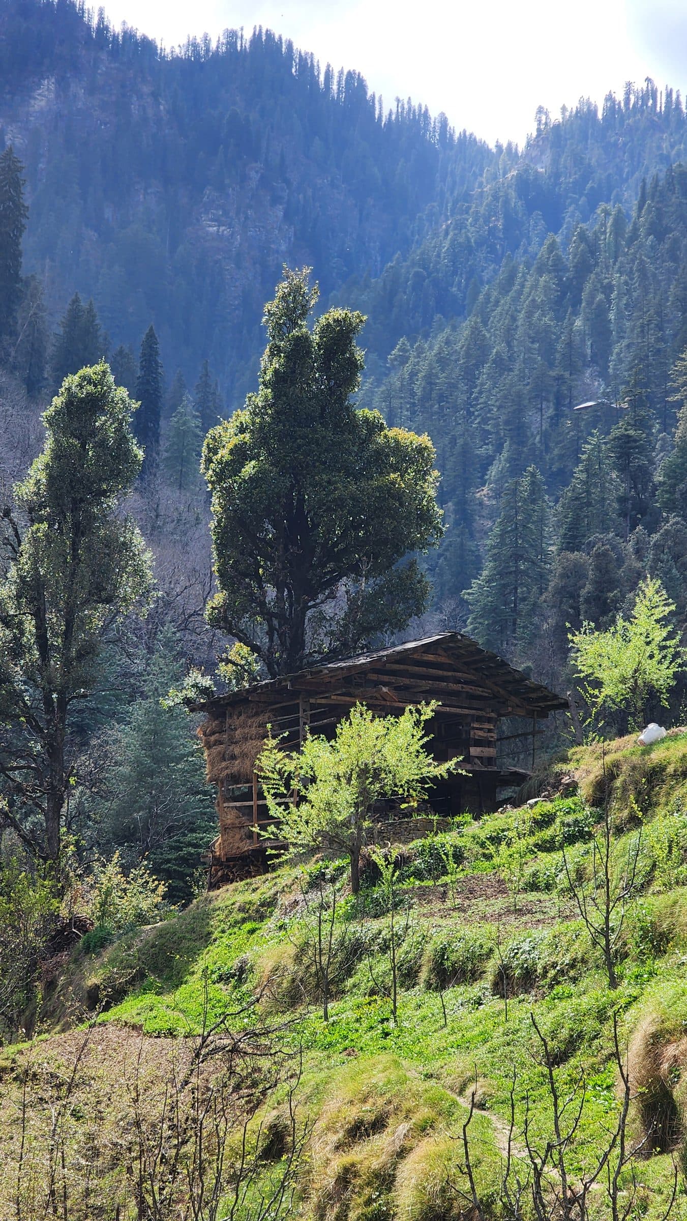 Lush green trees and a wooden structure on a grassy slope in Jibhi Valley