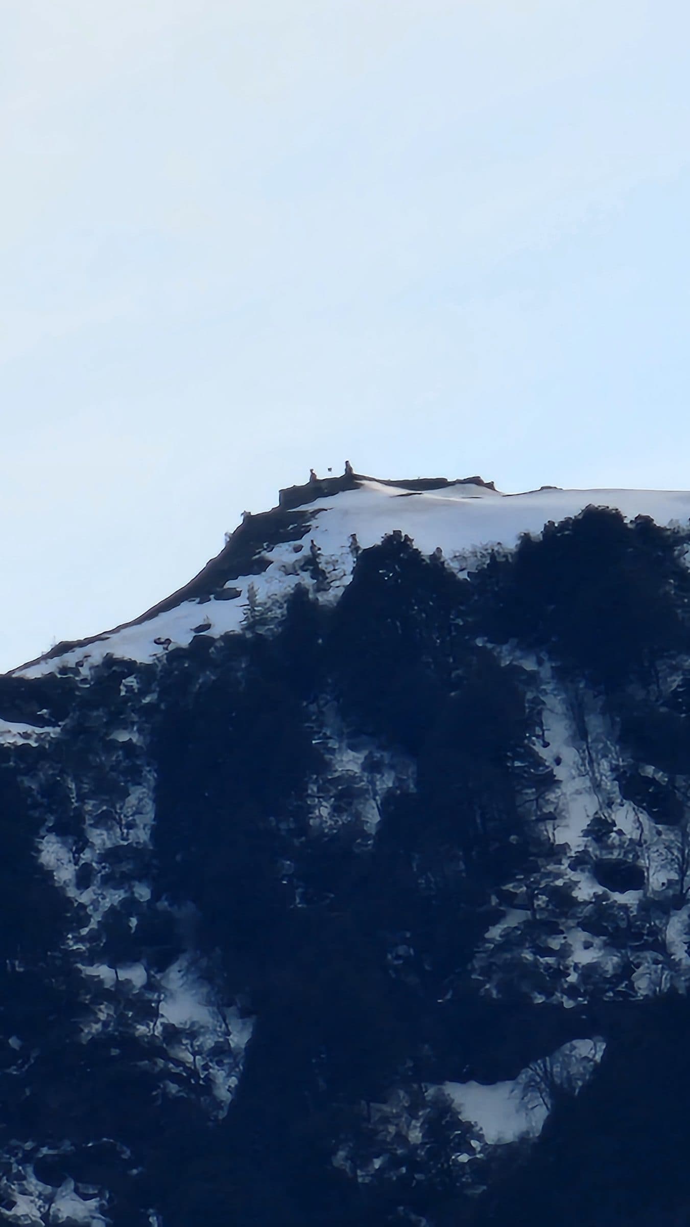 Dense green forest covering a mountain slope in Jibhi Valley, Himachal Pradesh