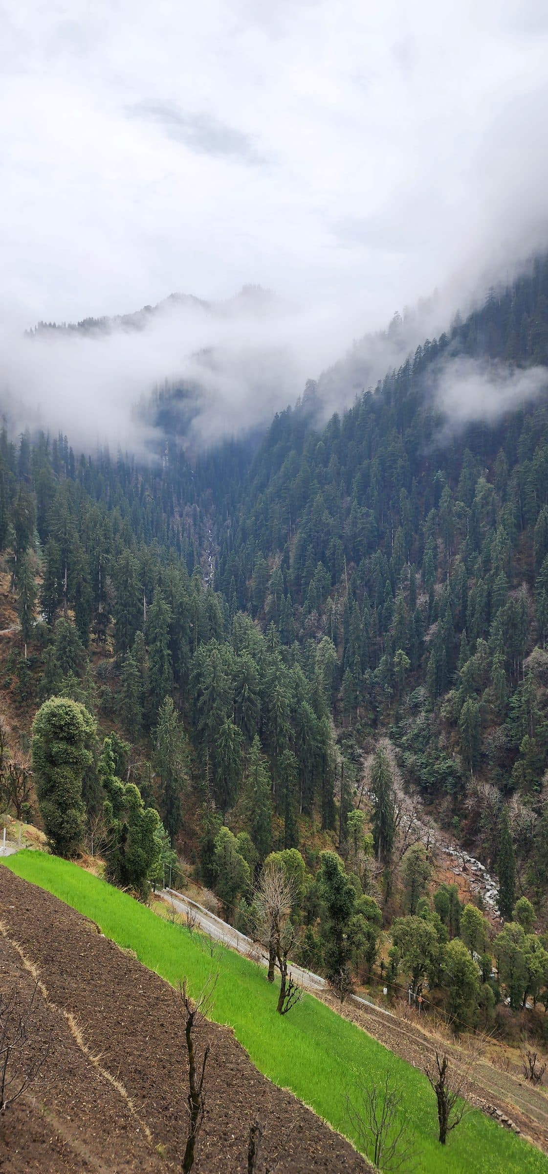 Misty green forested hills and grassy slopes in the Jibhi Valley.