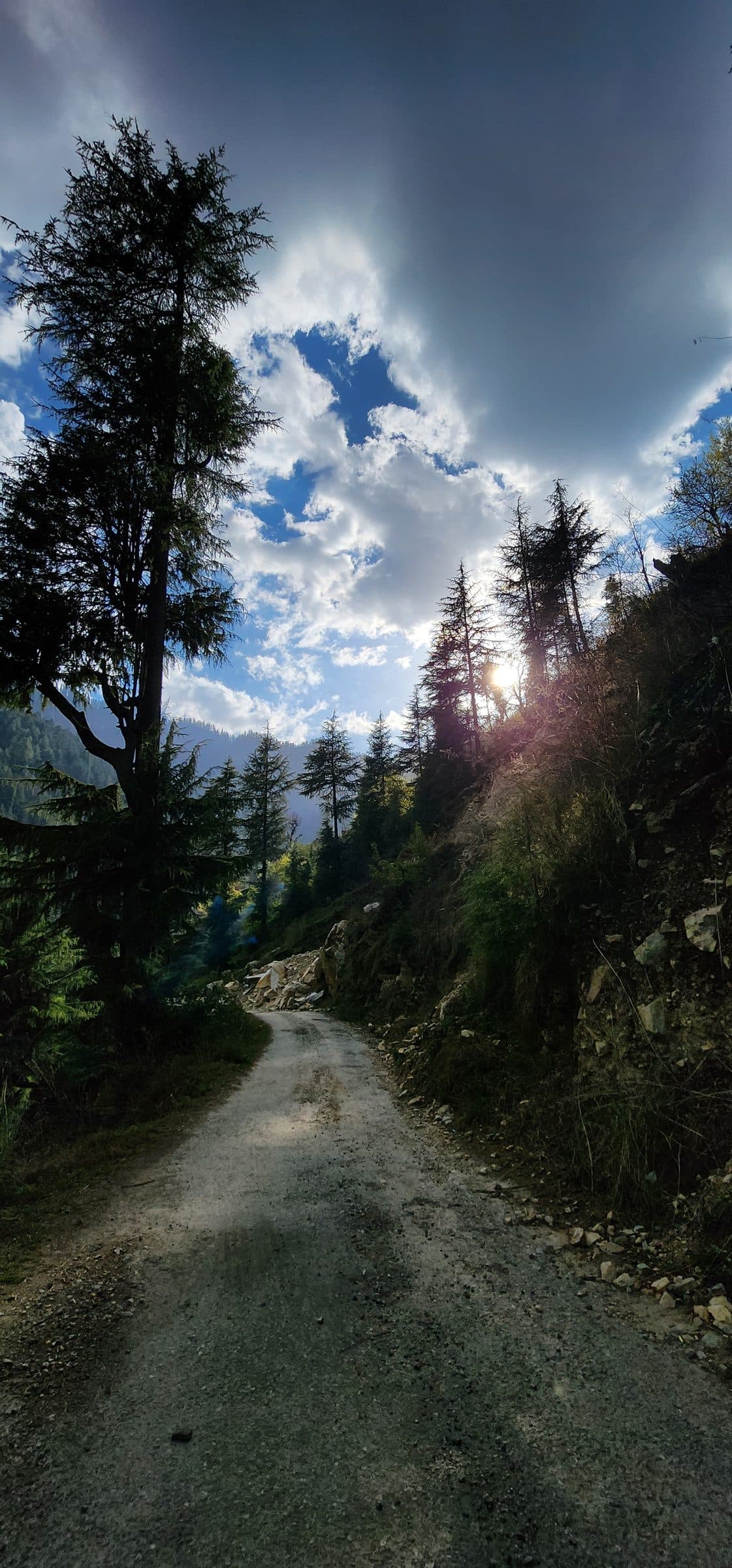 Dirt road winding through tall pine trees under a bright sky