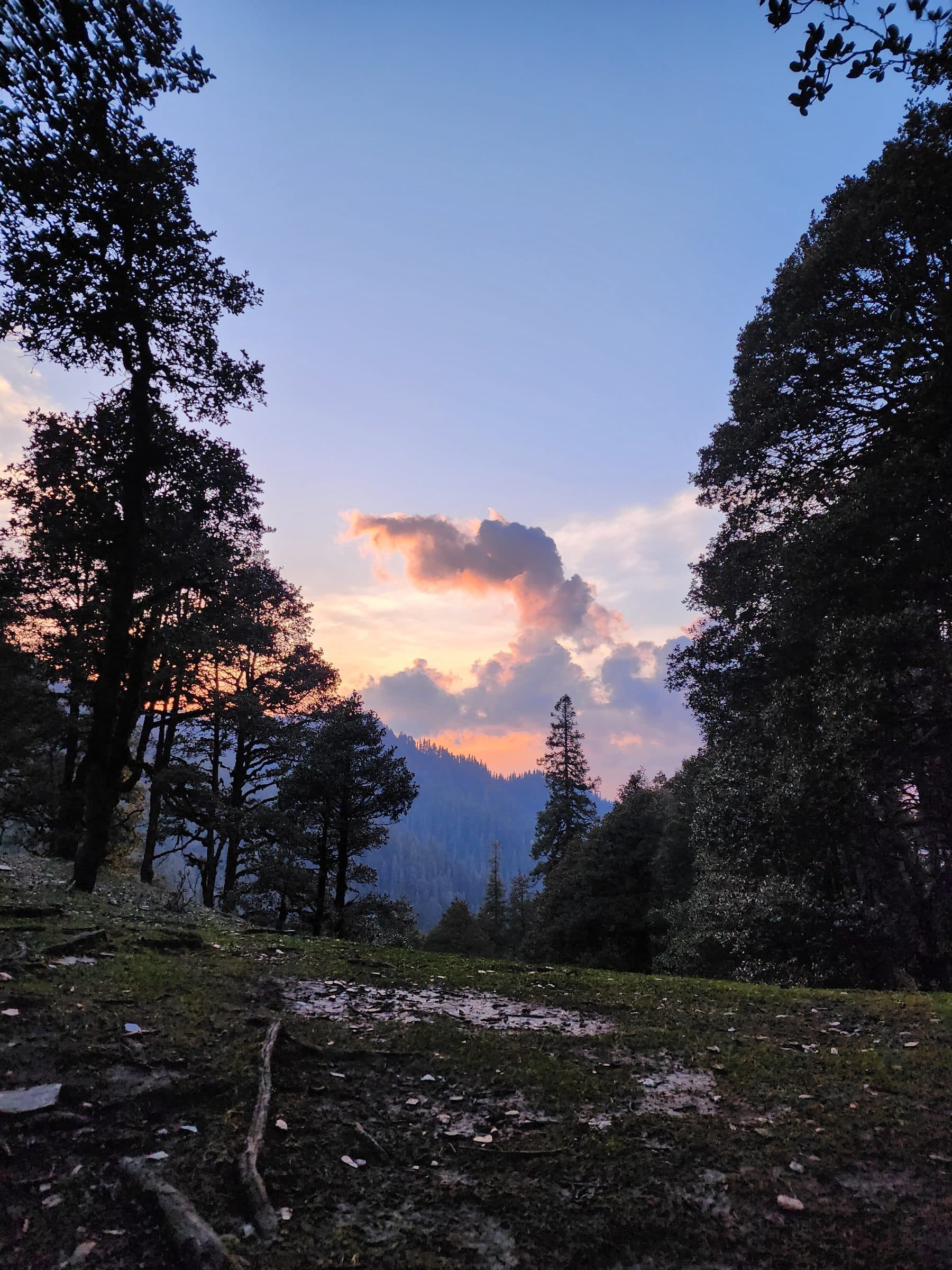 Dense pine trees frame a vast sky over a mountainous valley