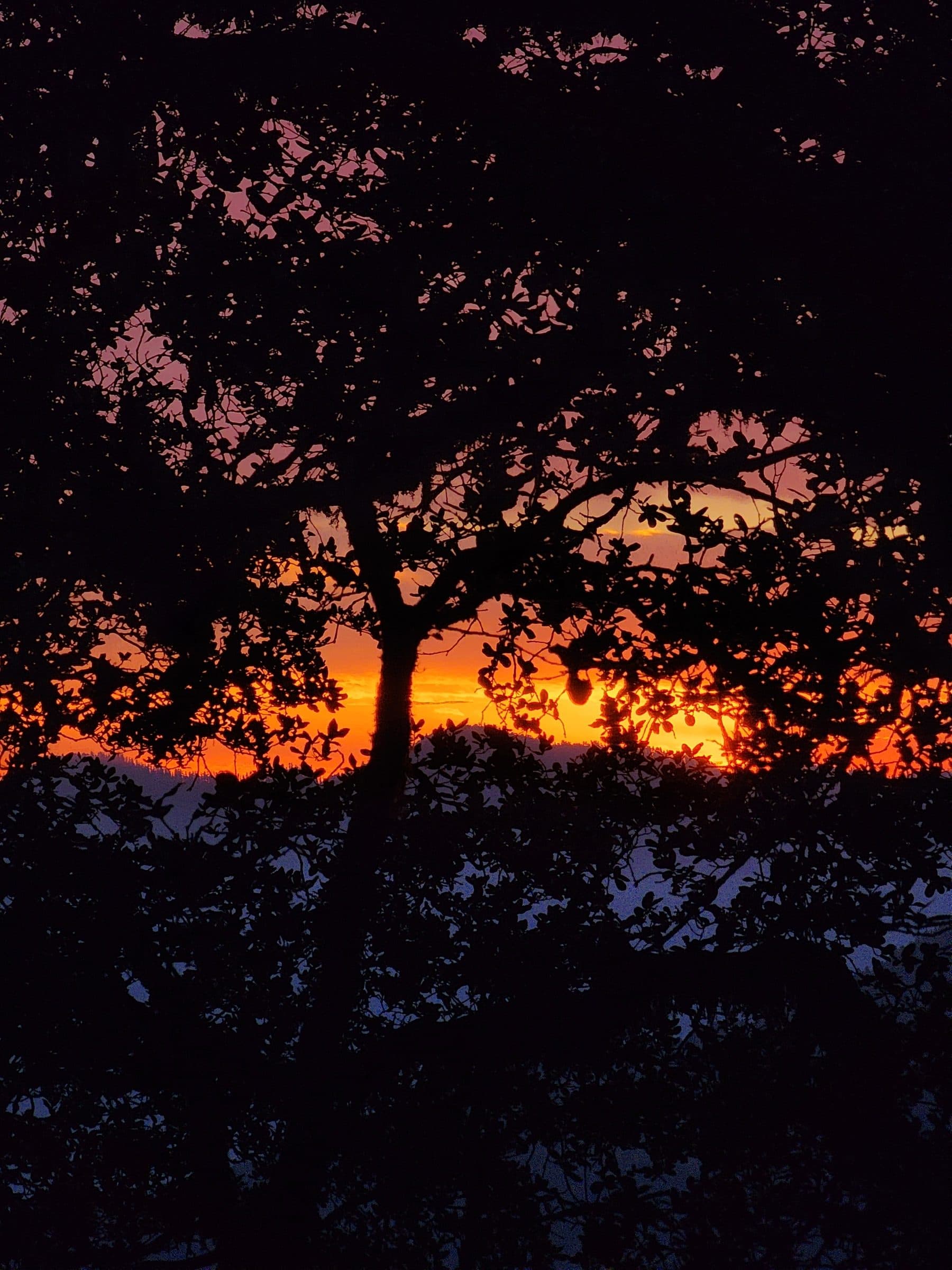 Silhouette of dense tree branches against a bright evening sky