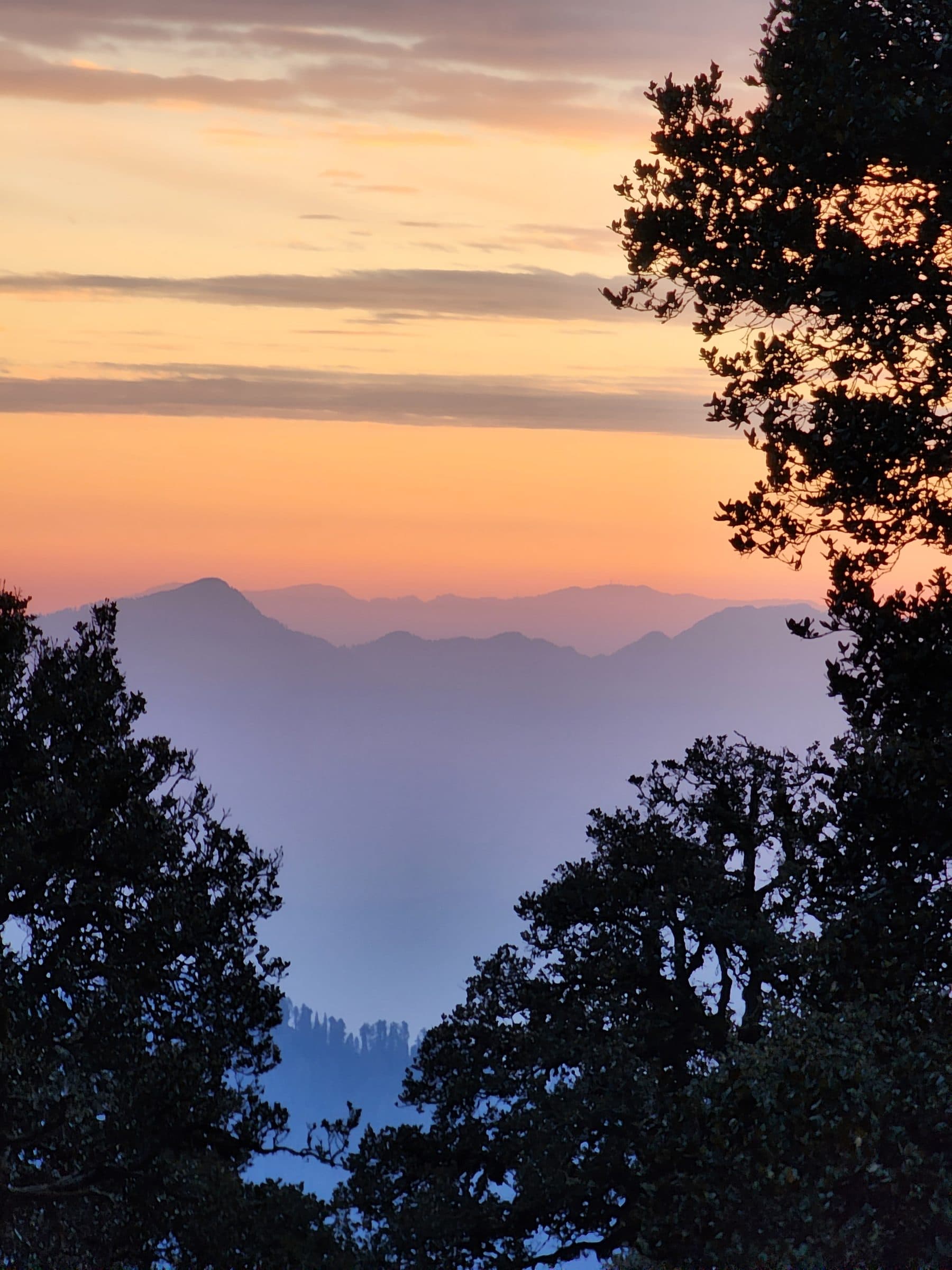 Silhouette of pine trees against a warm orange and pink misty mountain range