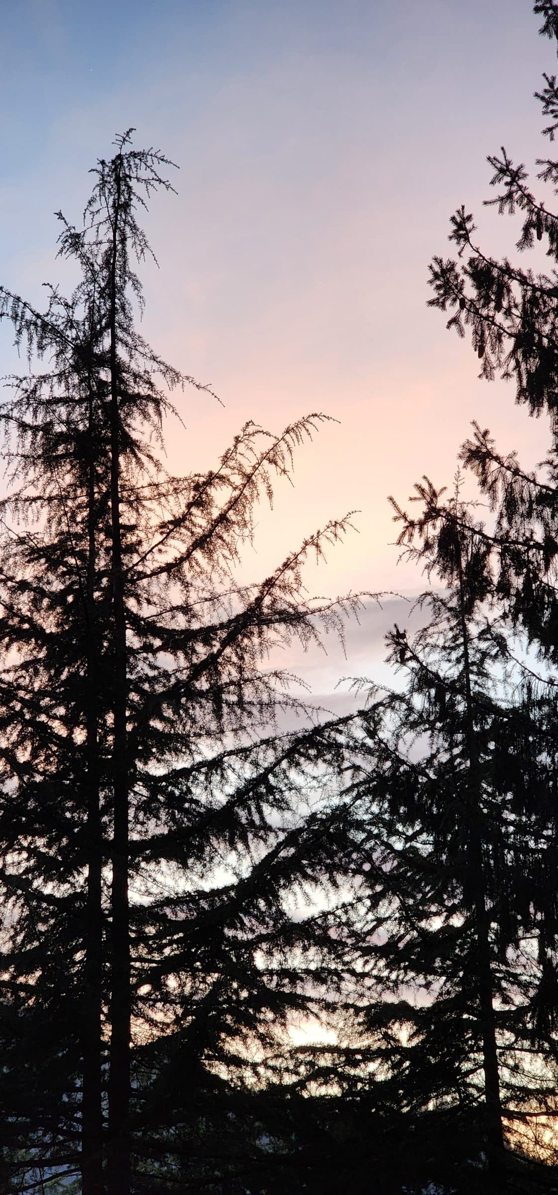 A picturesque silhouette of trees against a dusky sky in Jibhi Valley, Himachal Pradesh, India.