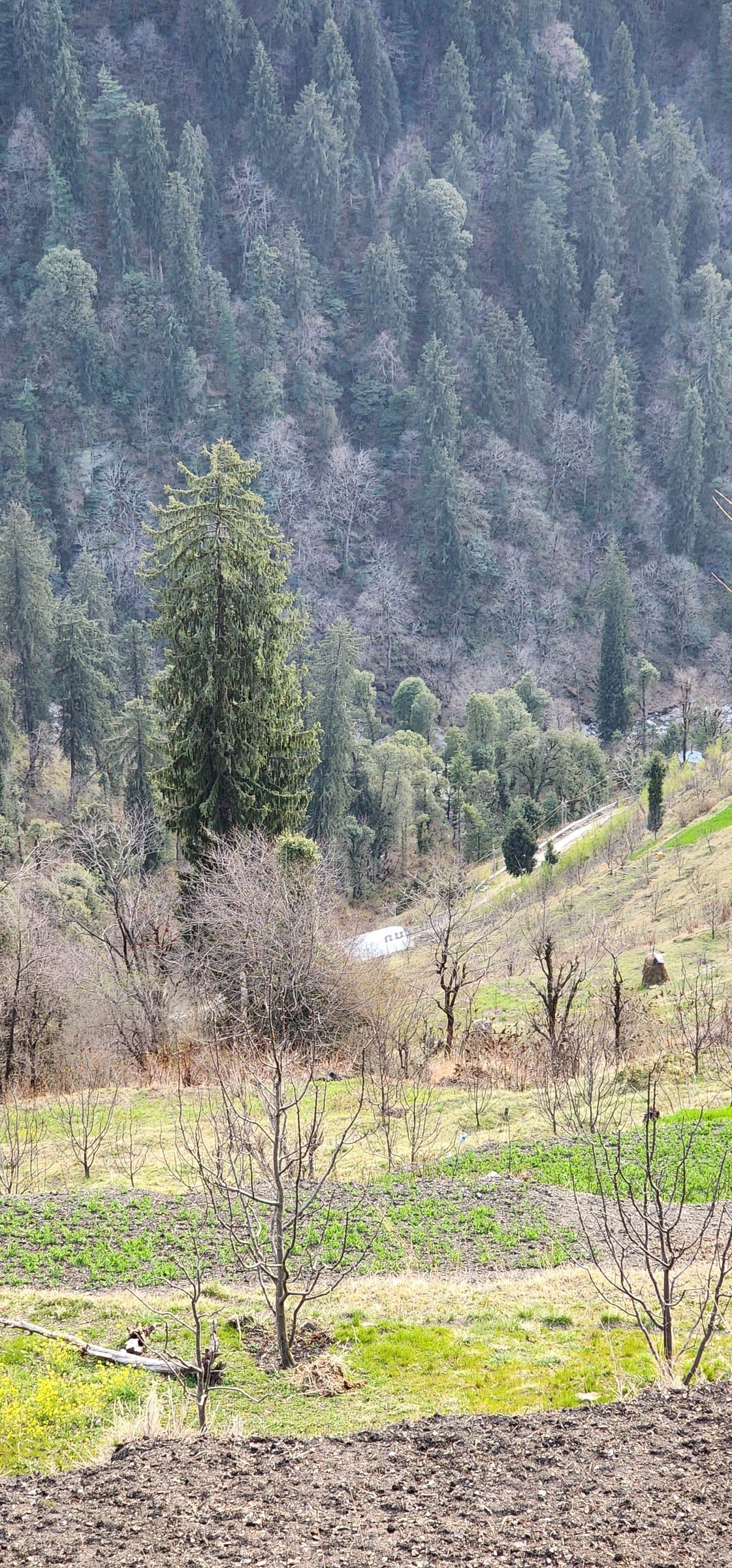 A serene view of a winding road through lush green trees in the Shoja Valley, Jibhi, Himachal Pradesh, India.