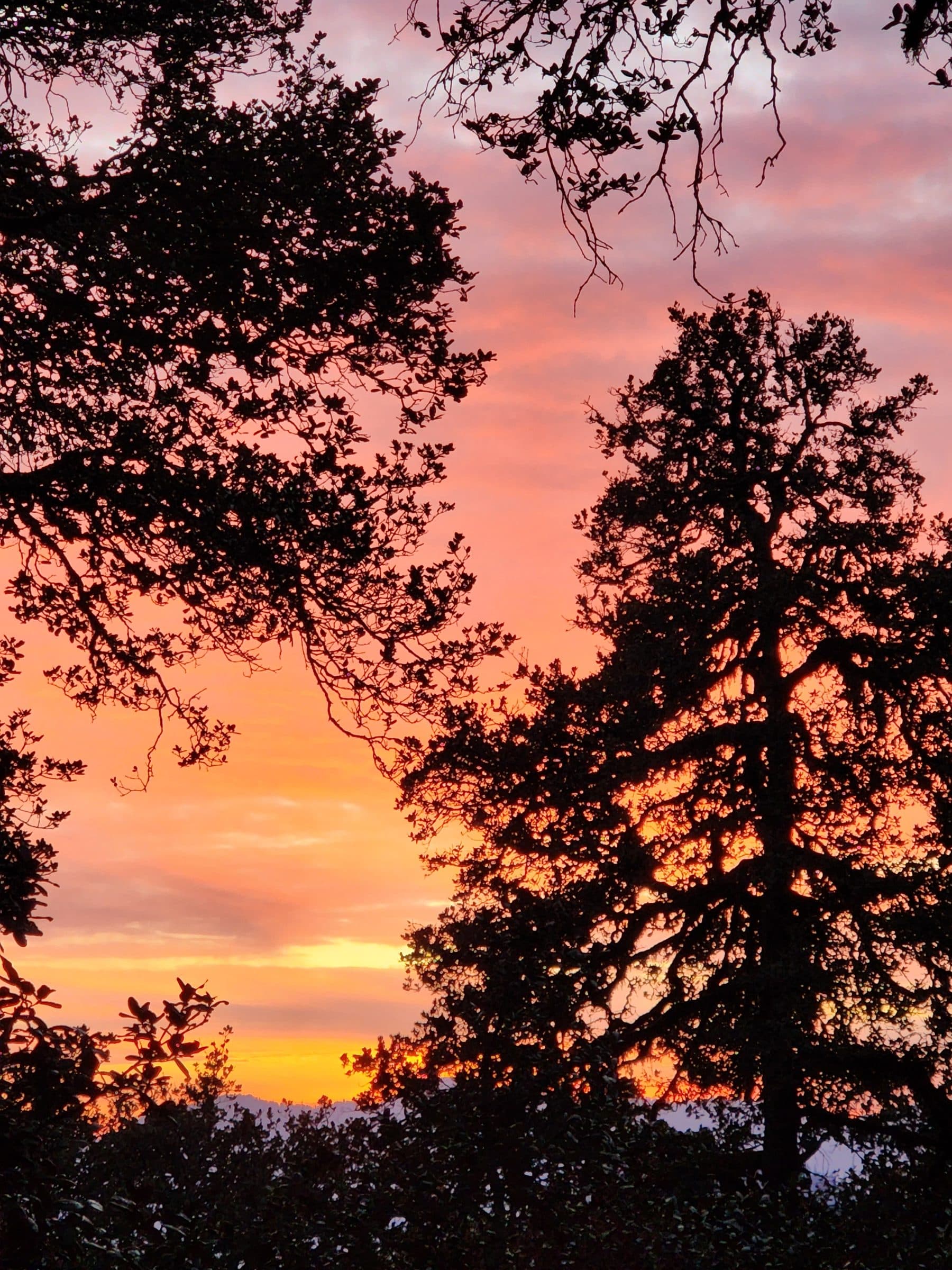 A stunning sunset view over Jibhi Valley, showcasing a silhouette of trees and a vibrant orange sky.