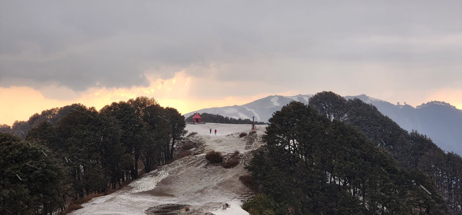 Dense pine trees covering a misty, sloping hillside under a cloudy sky