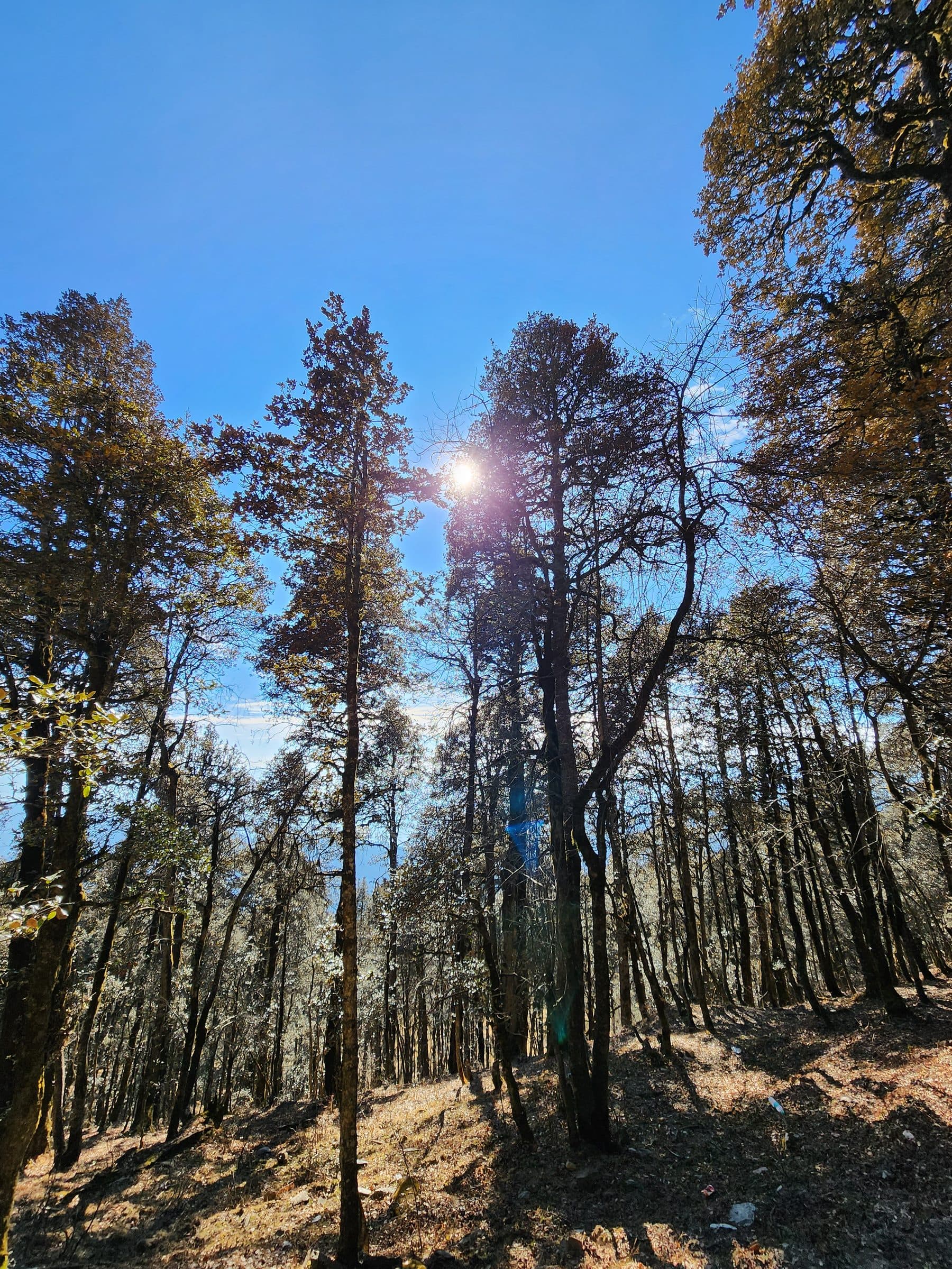 Tall pine trees stretching towards a bright blue sky in the Jibhi forest