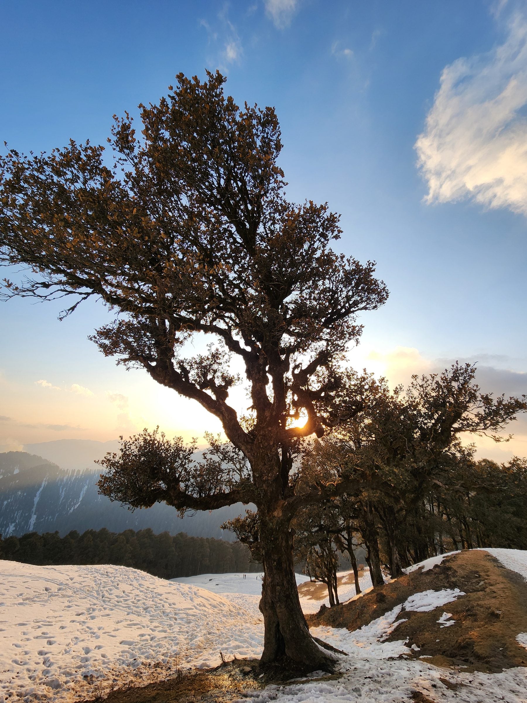 A serene scene in Jibhi Valley, showcasing snow-dusted trees and a tranquil hillside landscape.