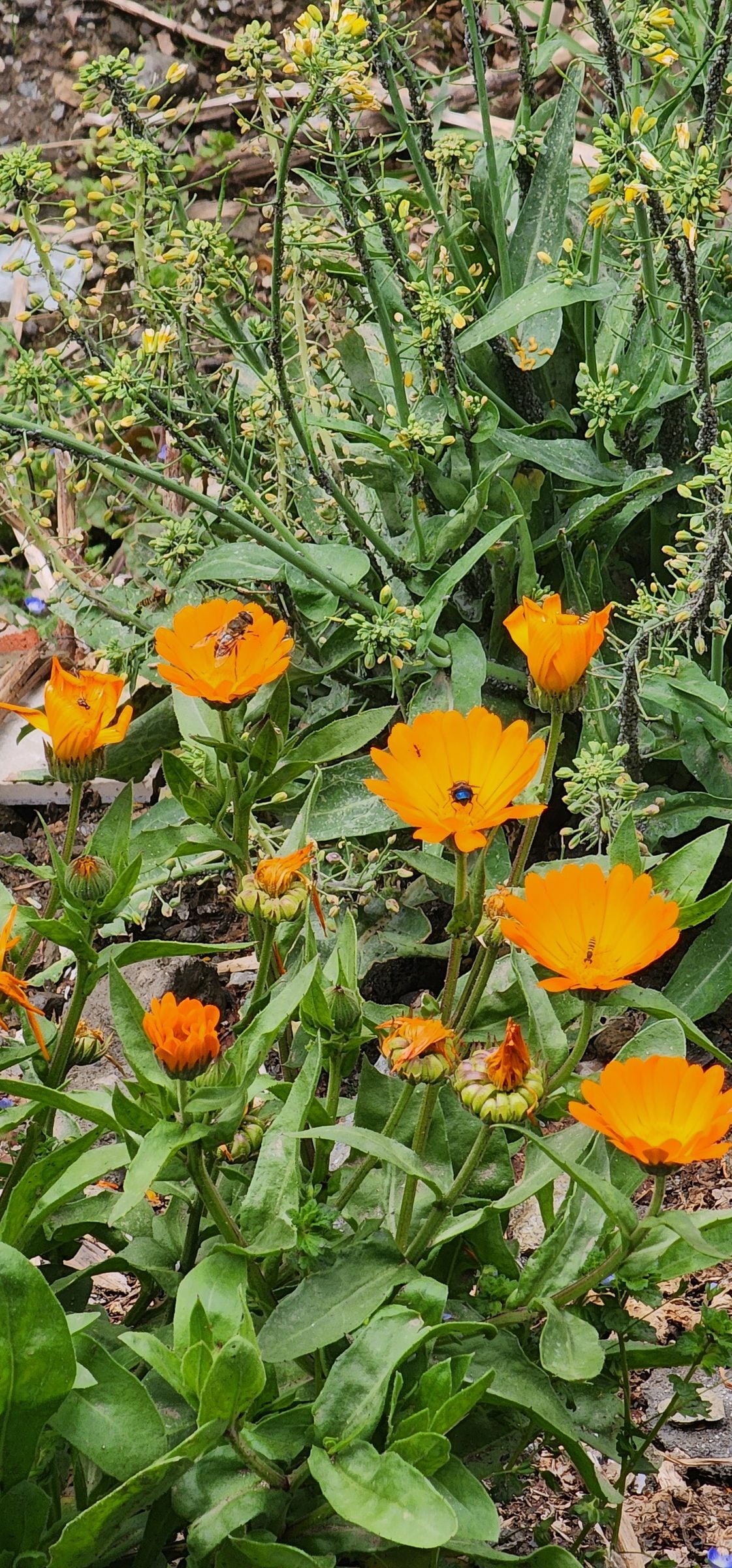 A vibrant close-up image showcases a cluster of orange wildflowers growing amidst lush greenery in the serene Jibhi Valley, Himachal Pradesh.