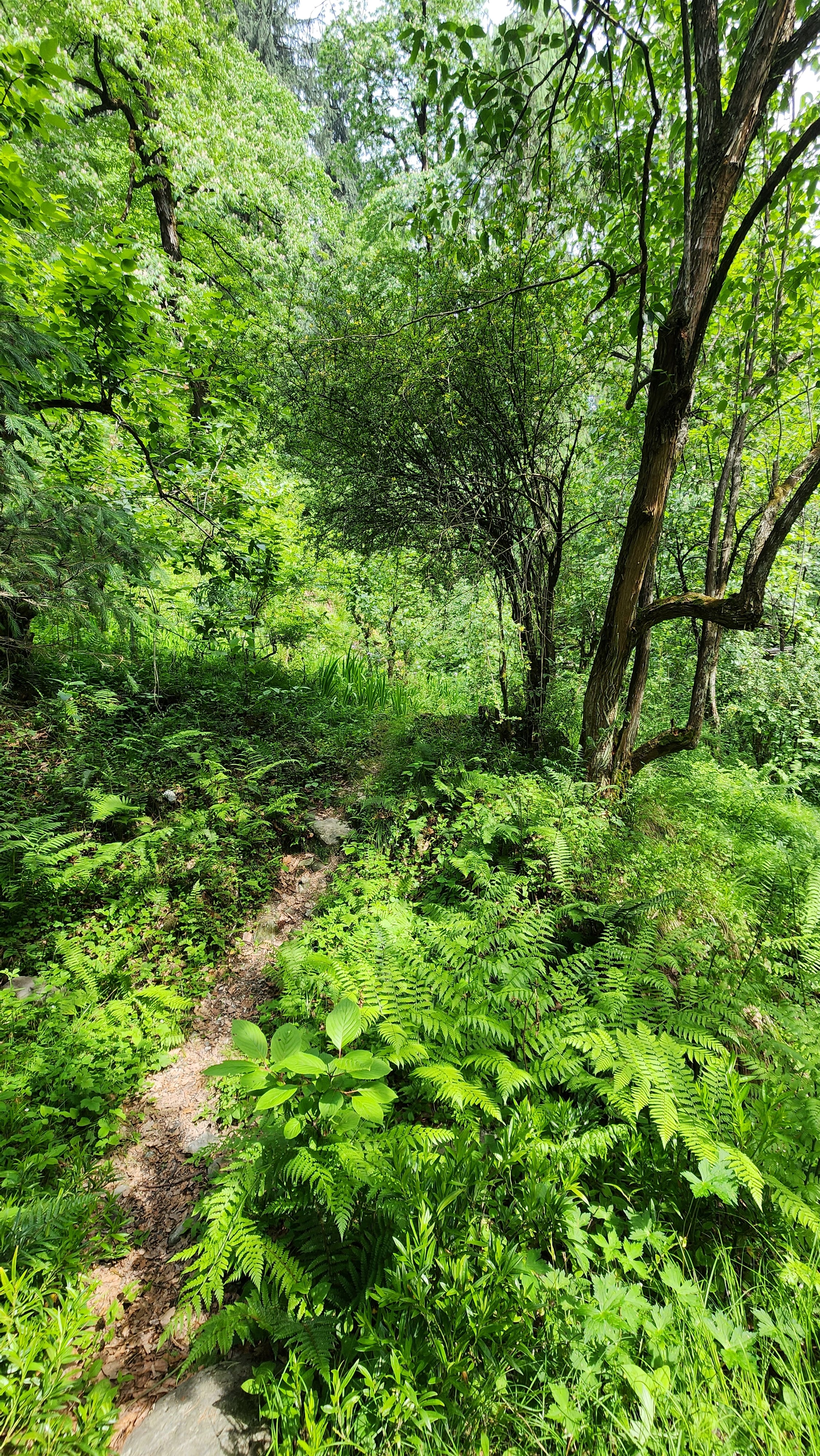 Traveler enjoying a peaceful moment in the forest