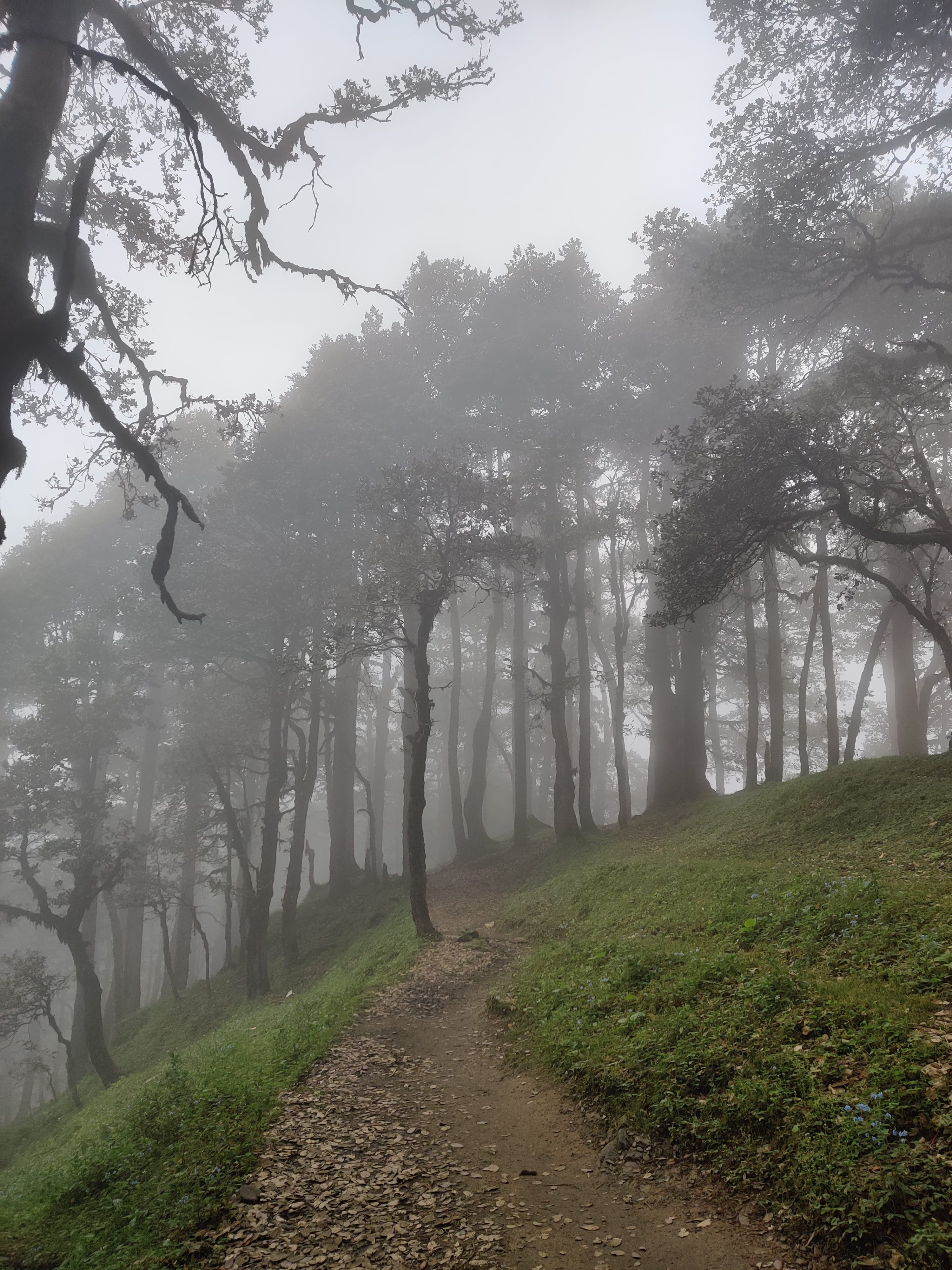 Hiker passing through a dense pine forest