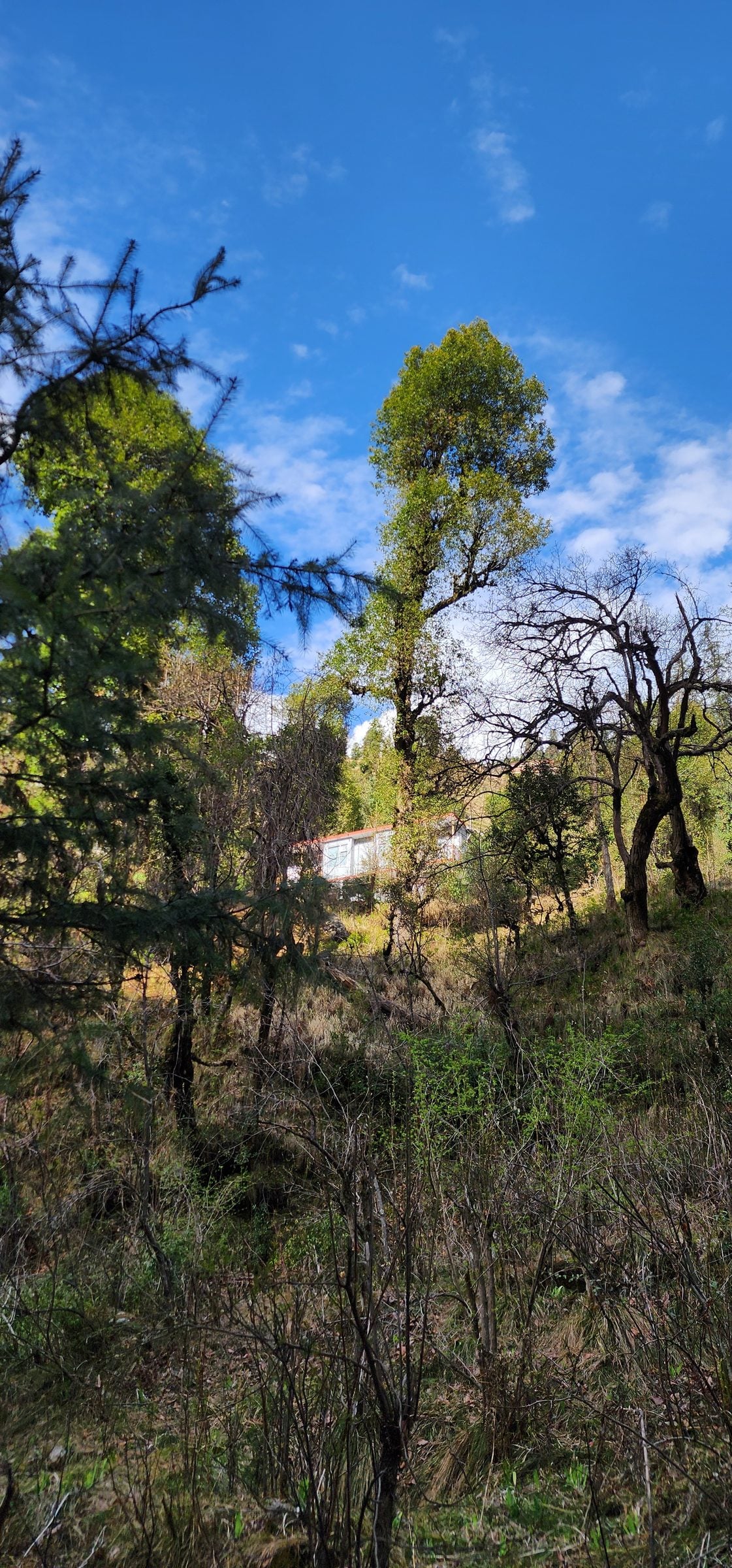 A scenic view of a verdant hillside in Shoja, Himachal Pradesh, India, showcasing dense forest and trees.