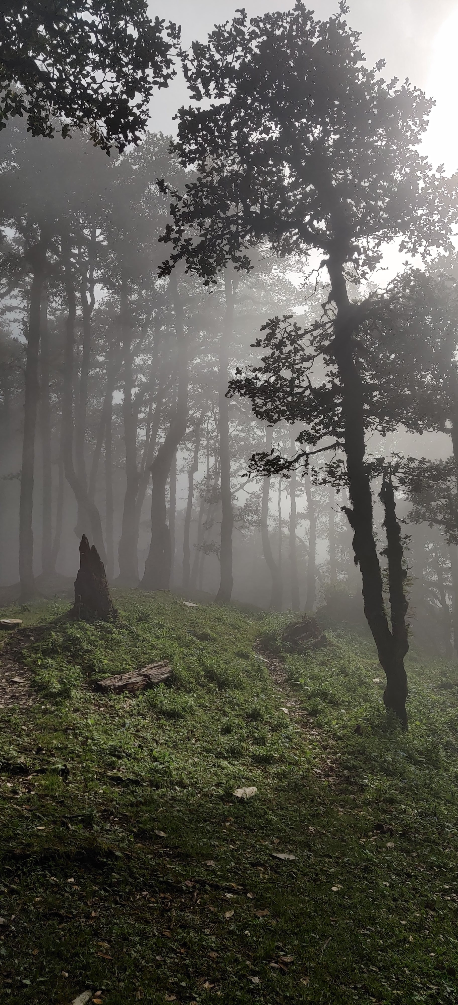 Jibhi in August - monsoon season in Jibhi Valley