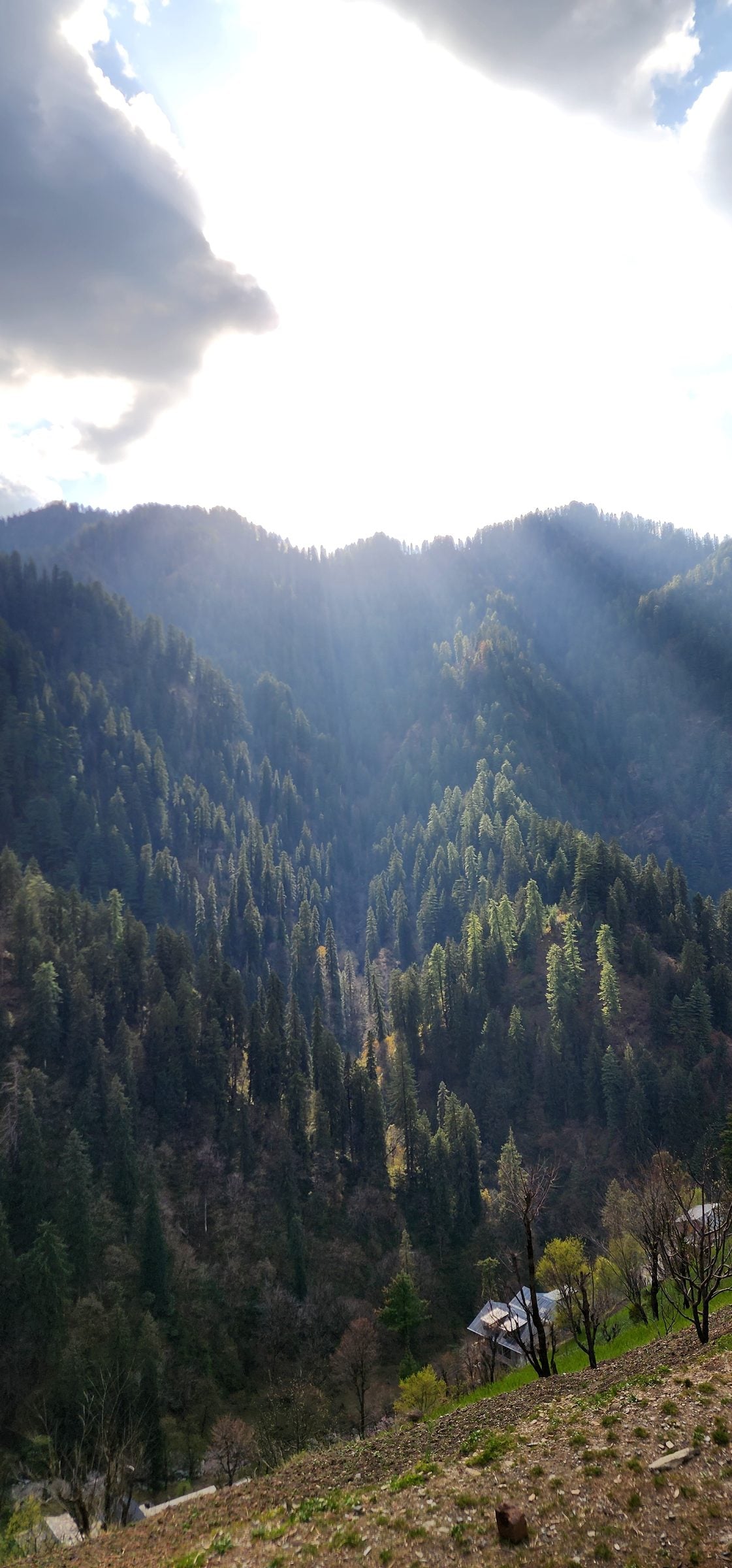 Tranquil Shoja Valley: A Jibhi Escape A picturesque view of a lush green valley in Shoja, Himachal Pradesh, India, with scattered trees and sunlight filtering through the clouds.