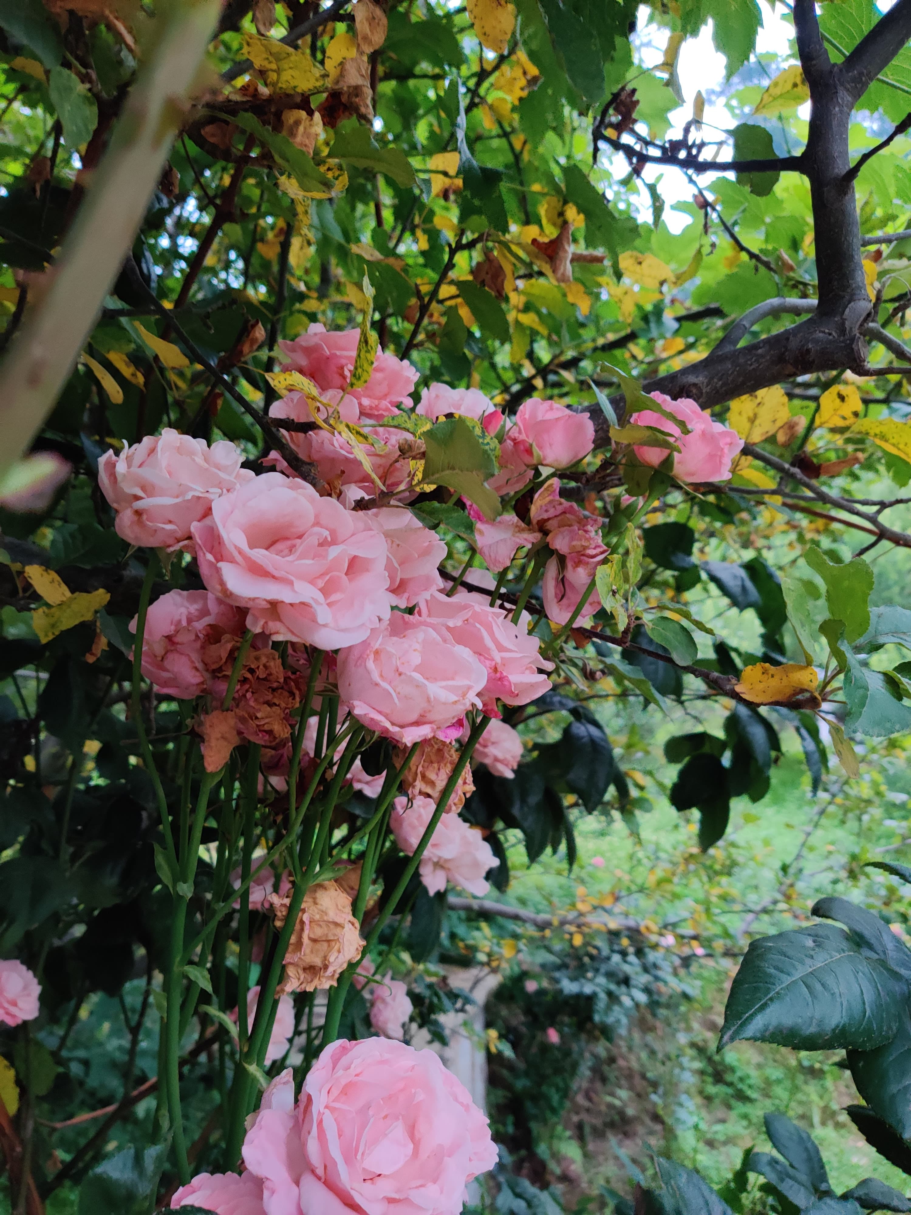 Himalayan Flora and Fauna