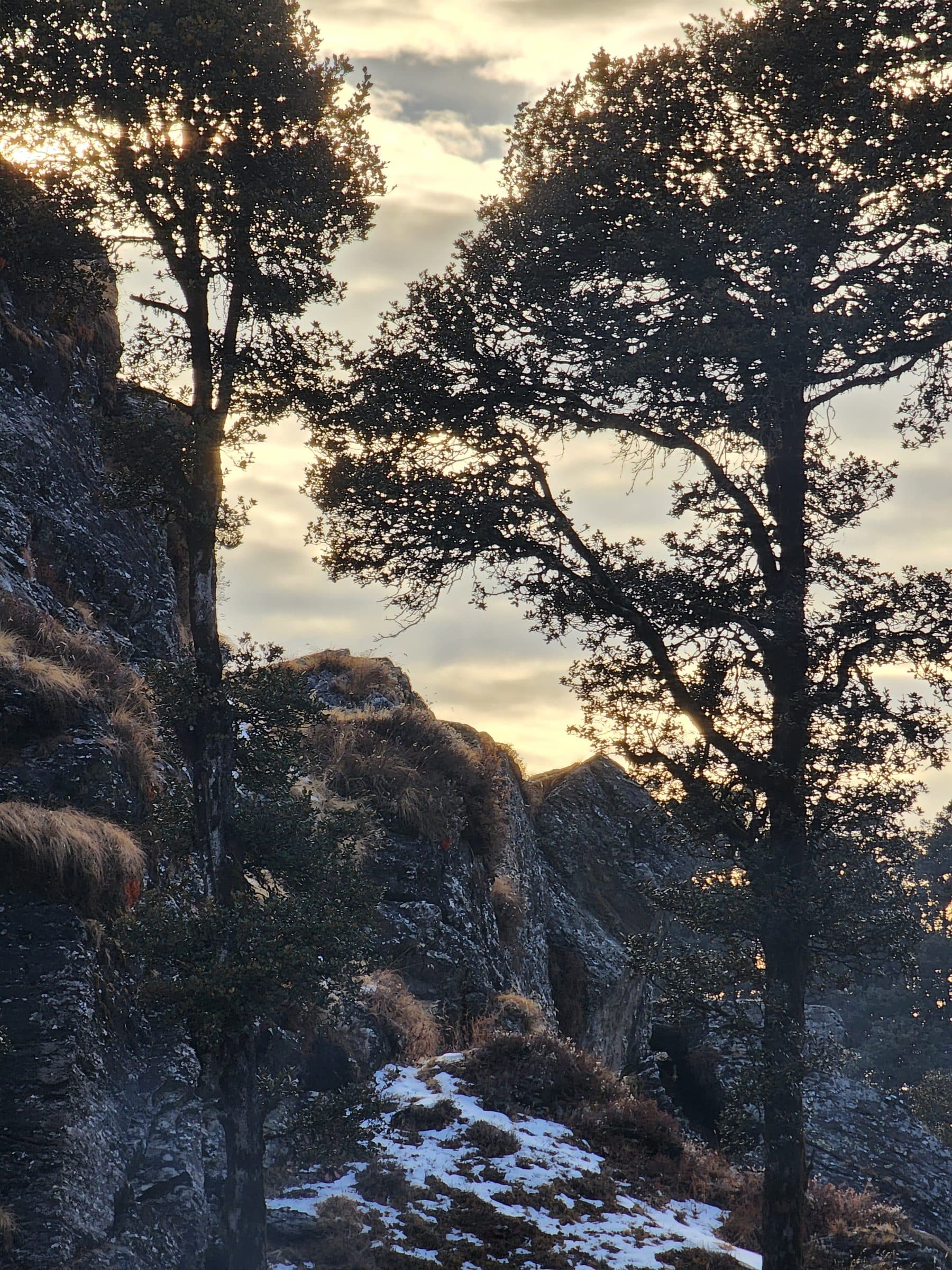 Silhouettes of large trees against a hazy mountain backdrop in the Jibhi Valley