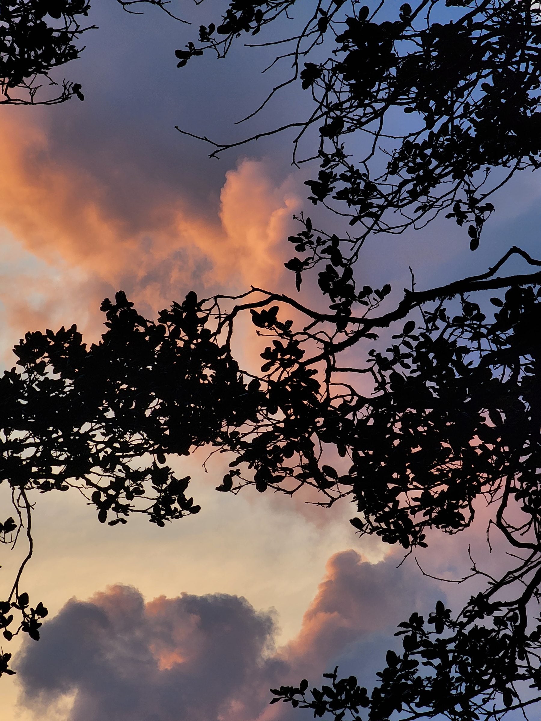 Golden Hour Serenity Over Jibhi Valley A stunning silhouette of trees against a vibrant pink and orange sky above Jibhi Valley, Himachal Pradesh.