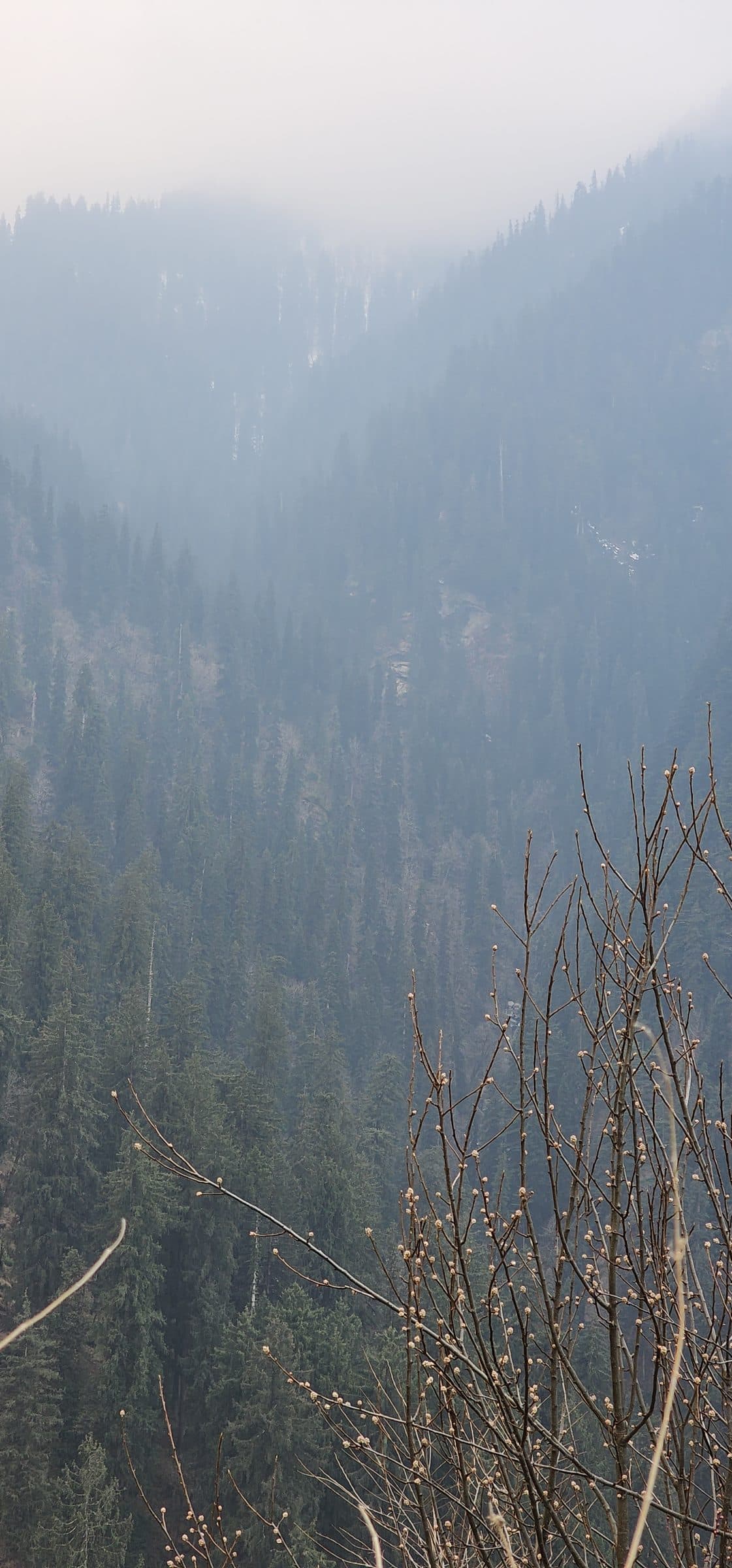 A misty scene showcasing bare trees with budding blossoms in Shoja Village, Jibhi Valley, Himachal Pradesh.