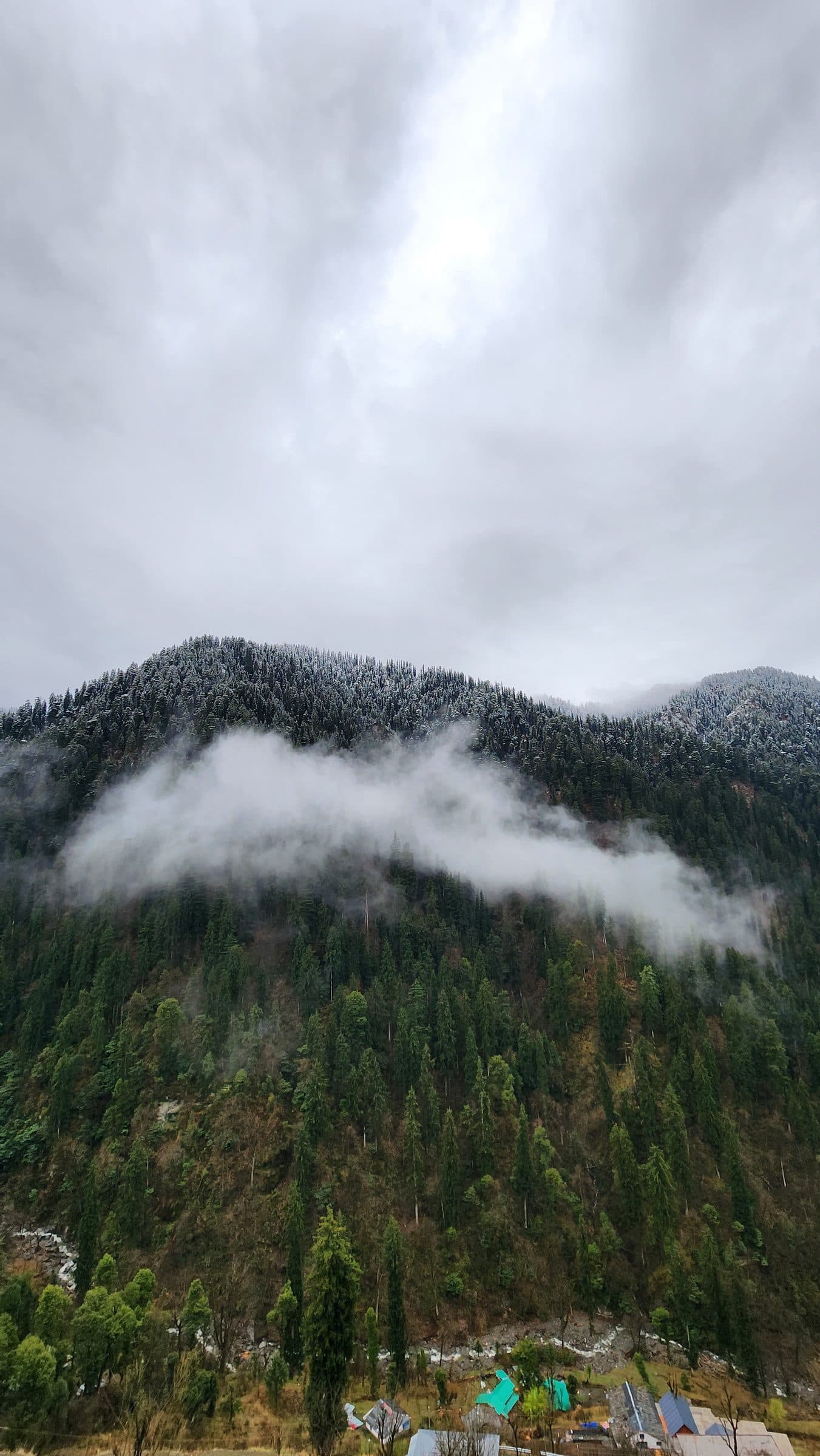 Dense green forest landscape covered in thick mist and clouds