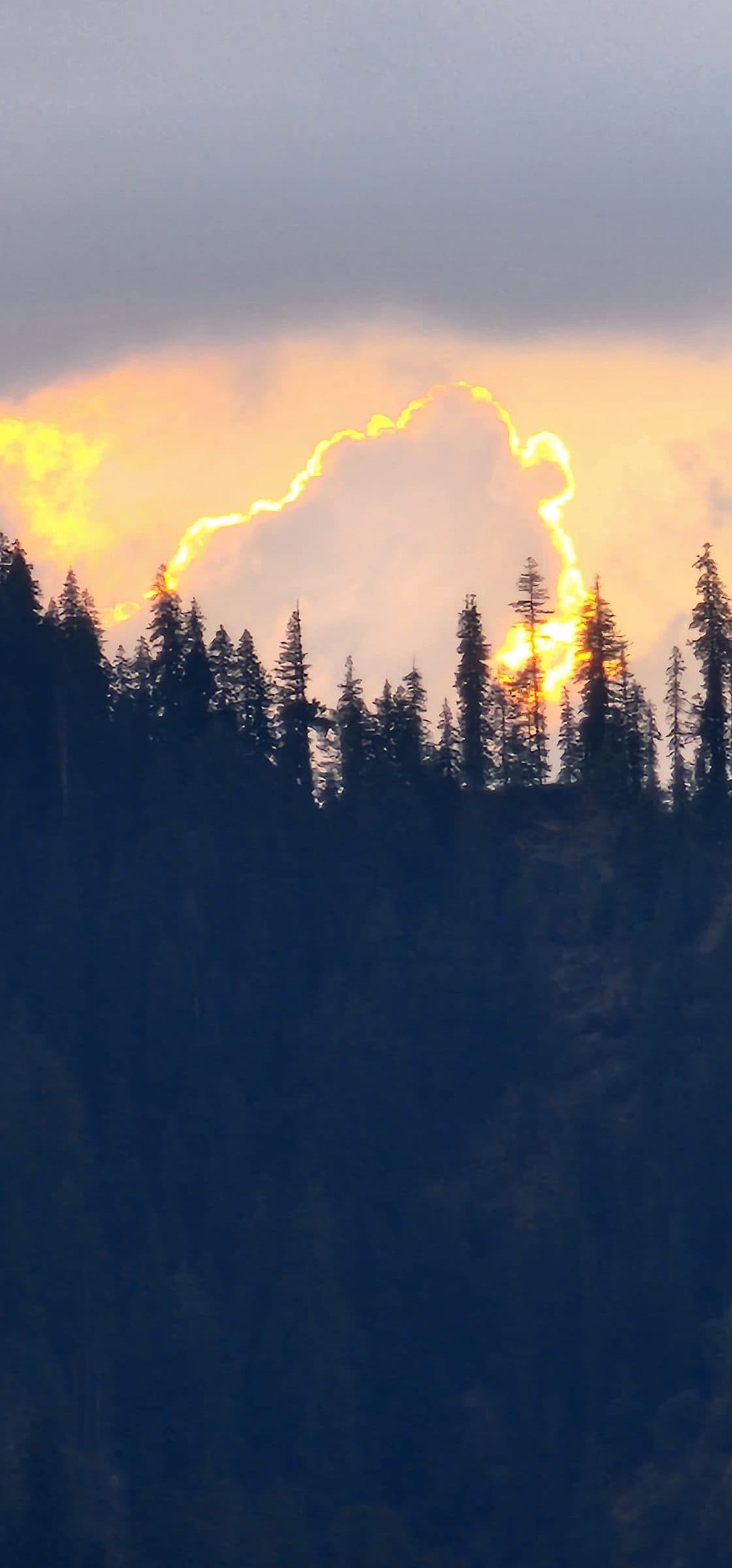 Dark pine trees silhouetted against a bright orange glowing sky