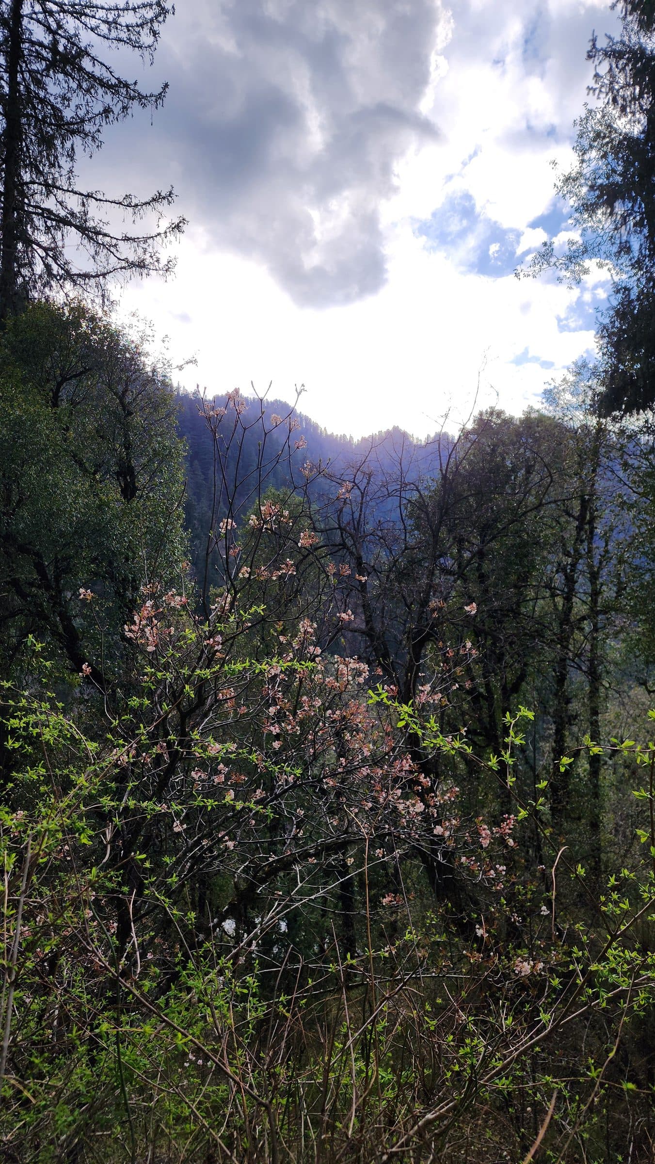 A lush, green valley in Shoja, Himachal Pradesh, India, with vibrant blooming trees and a misty mountain backdrop.