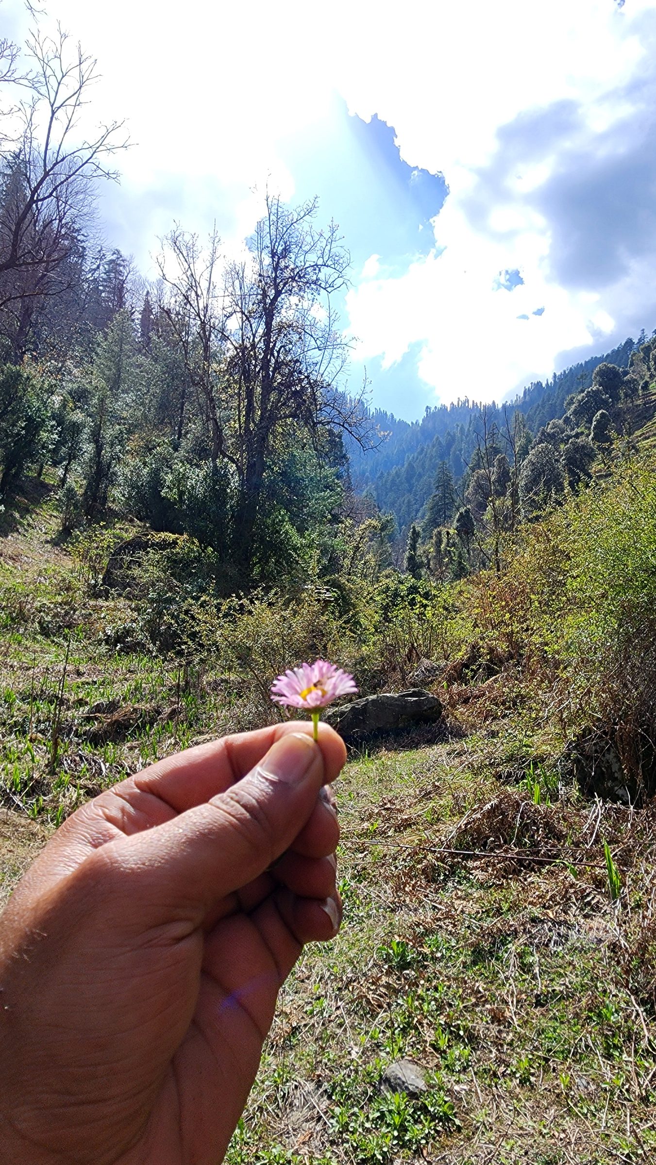 A hand holding a small plant against a backdrop of dense green forest and clouds