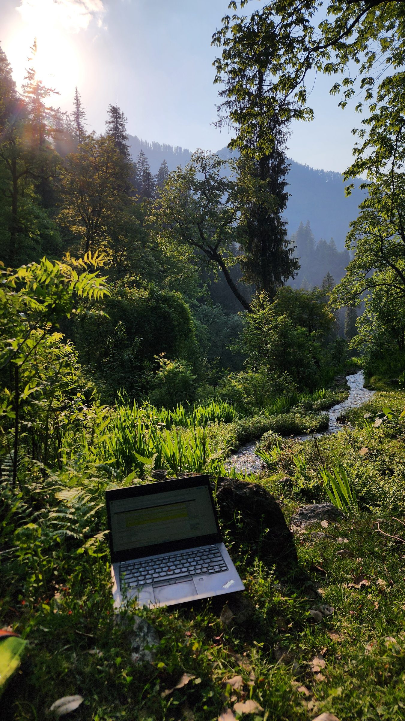 Sunlit view of dense green forest, a stream, and lush vegetation in the valley