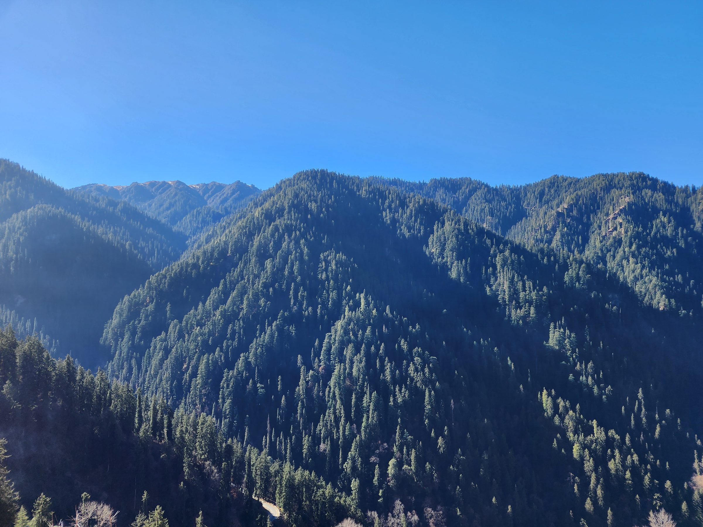 Dense green pine forests covering rolling mountains under a clear blue sky
