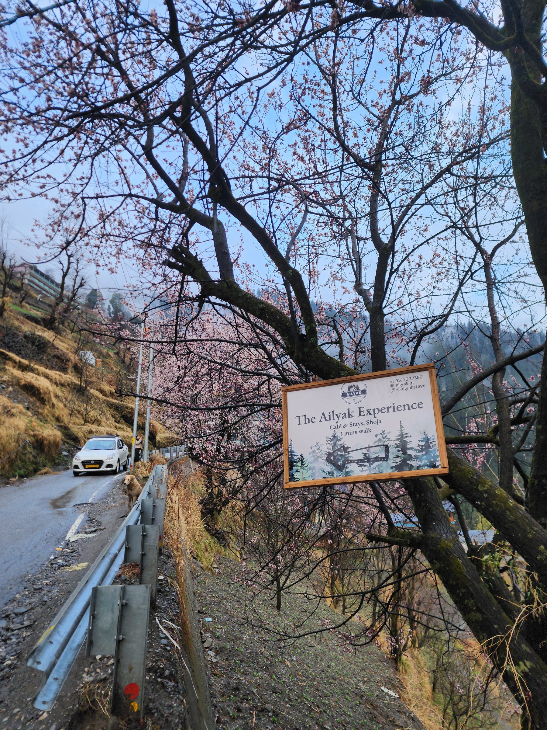 View of a road bordered by trees and a guardrail in the Jibhi Valley.