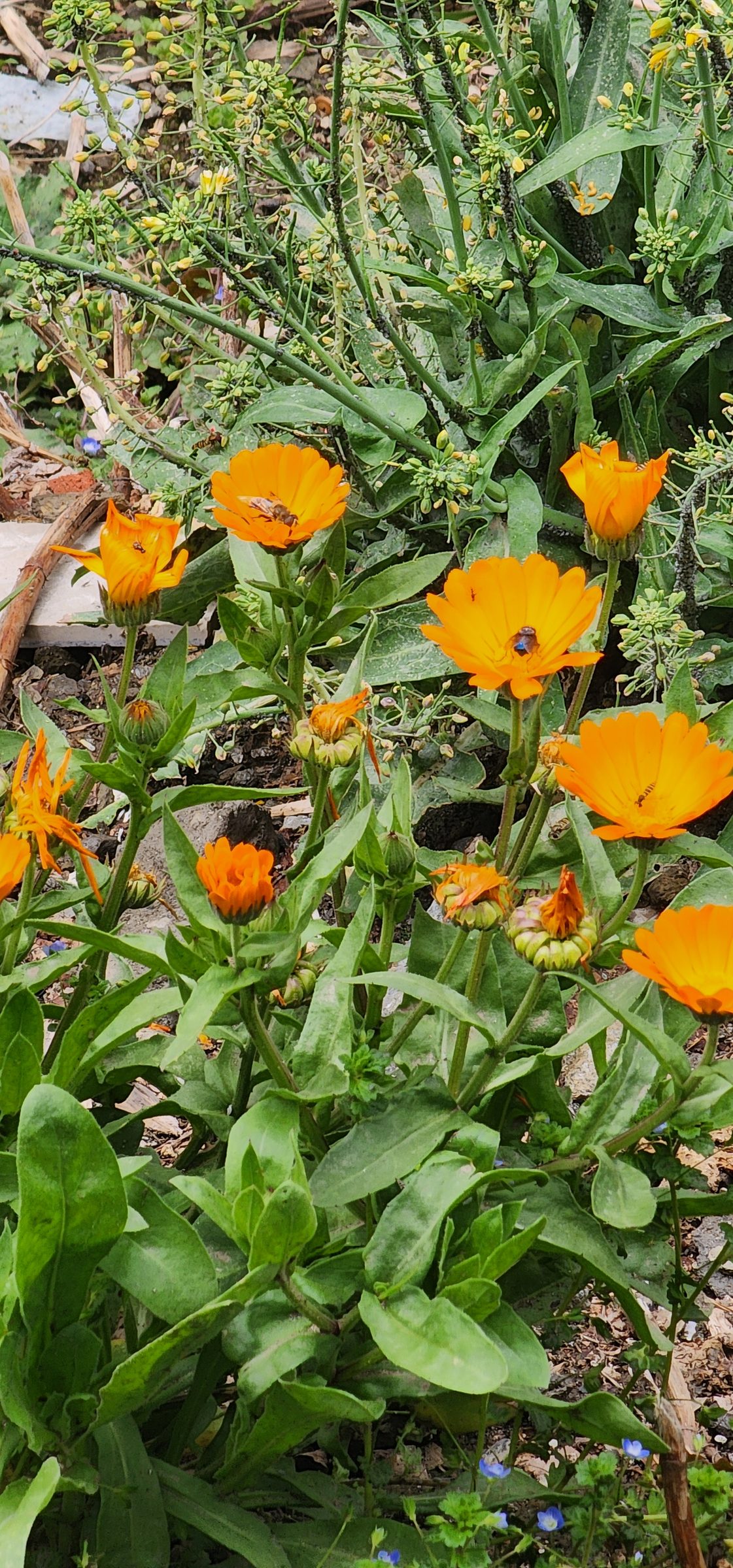 Bright orange and yellow flowers growing among green leaves in a natural setting