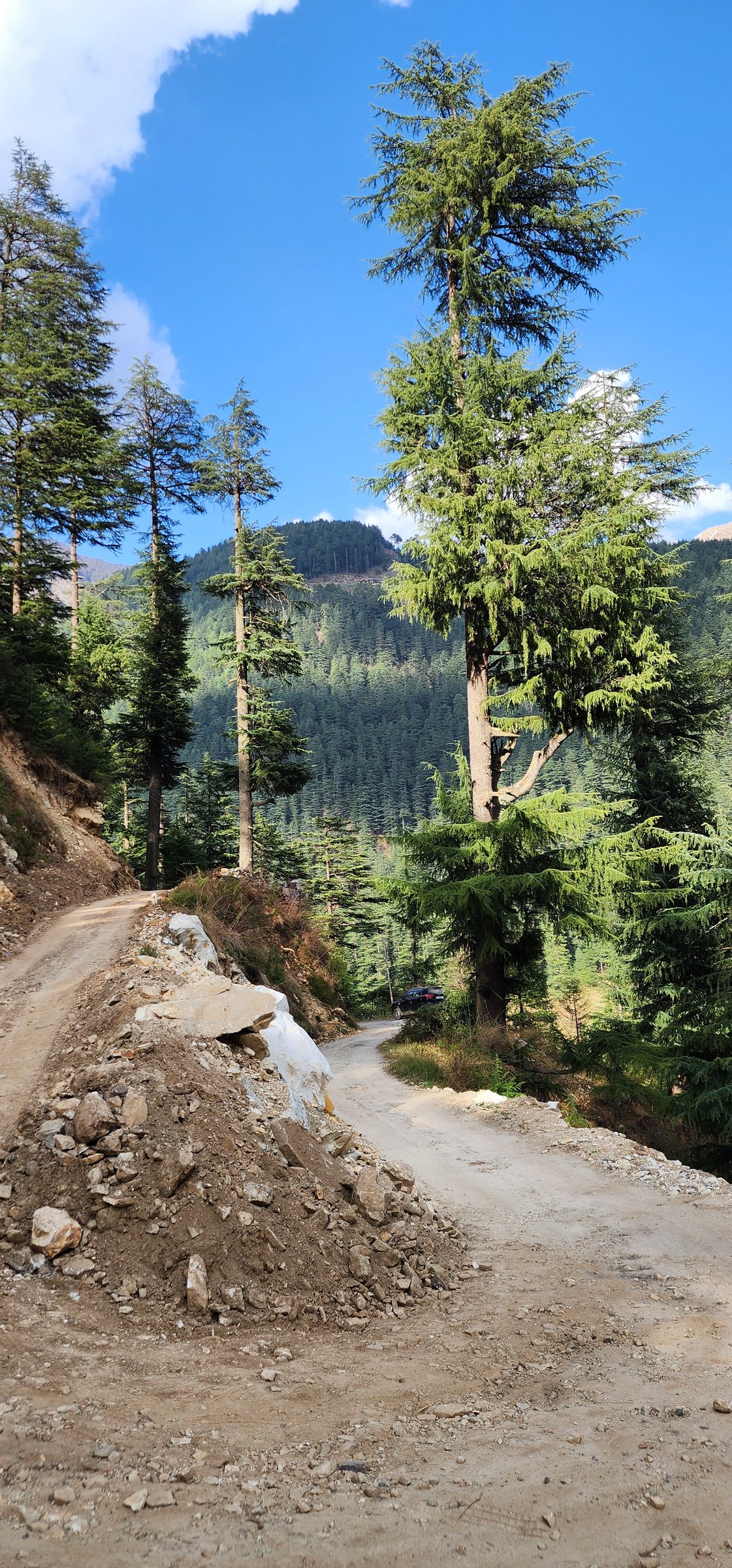 Dirt road winding through tall pine trees in a mountainous valley.