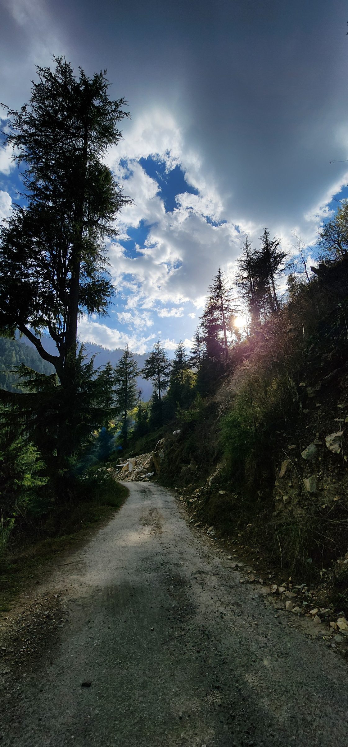 Dirt road winding through tall pine trees under a bright sky