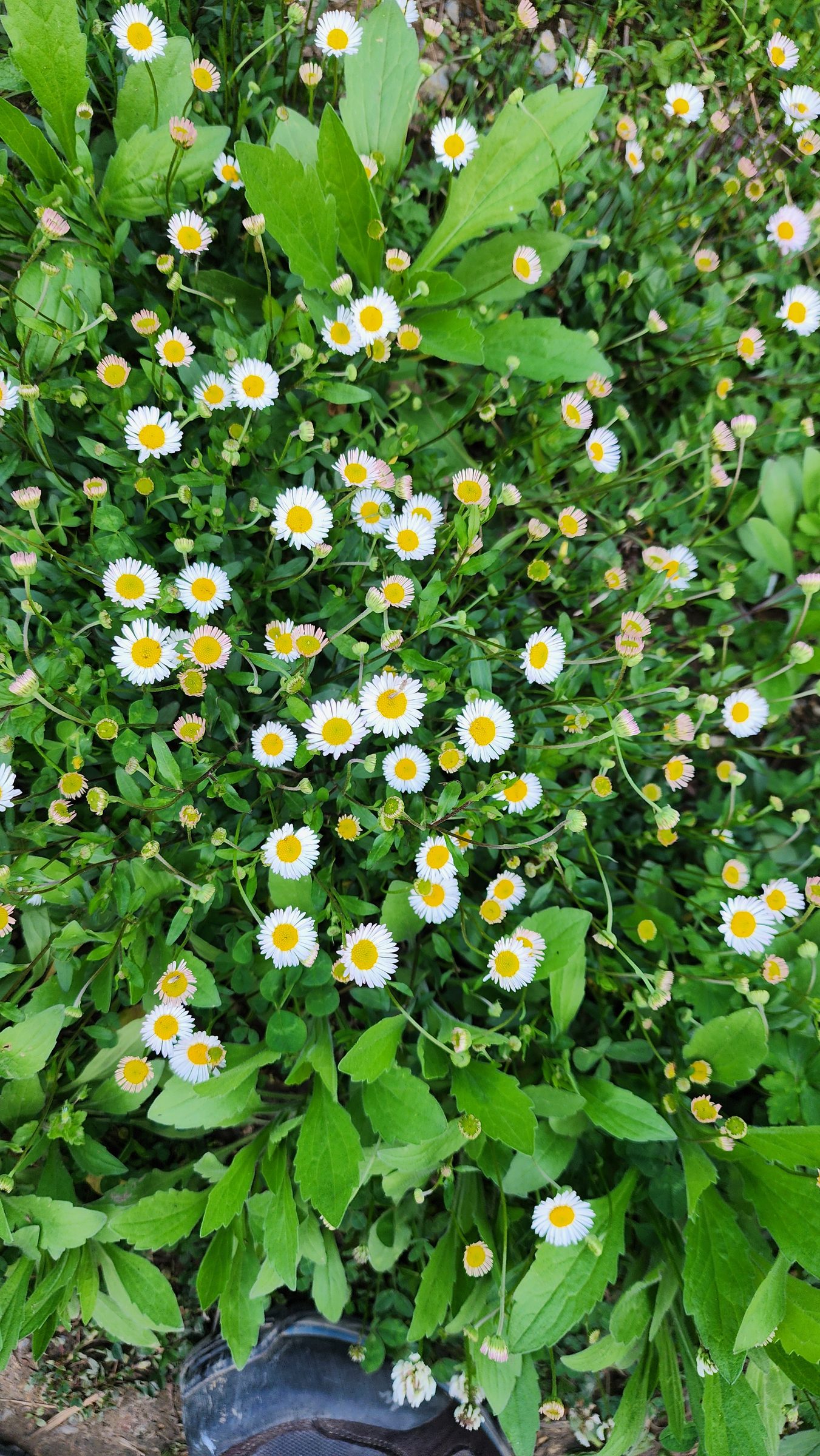 Close-up view of green meadow filled with white and yellow wildflowers.