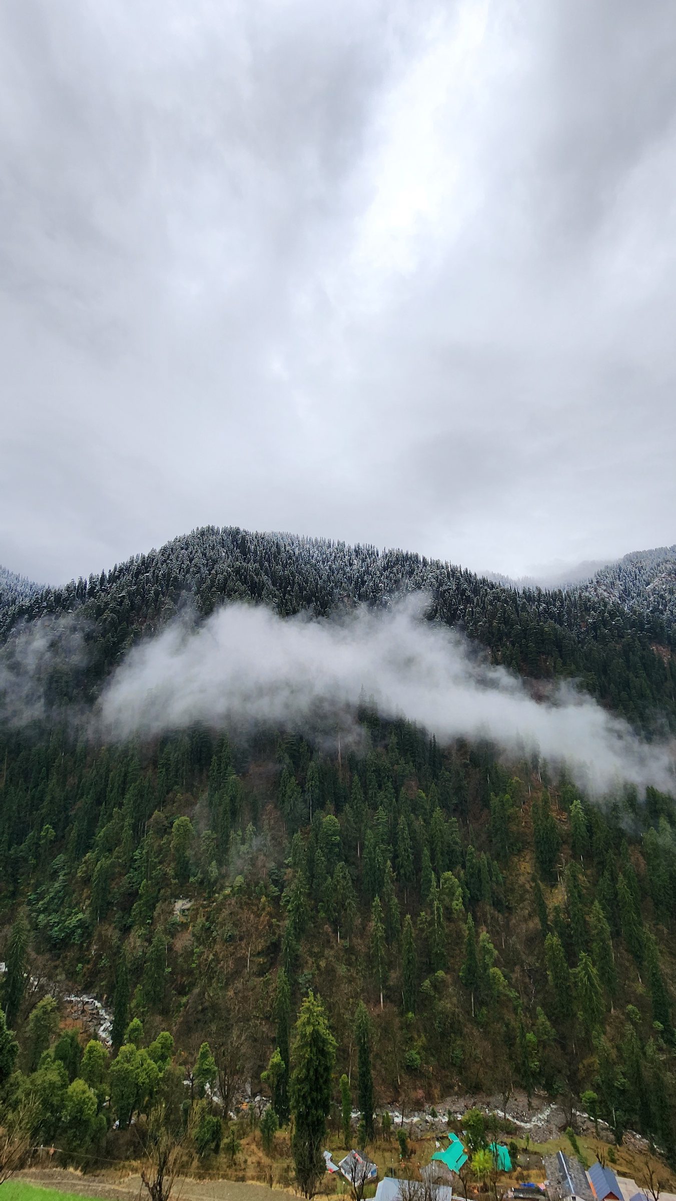 Dense green forest and mountains shrouded in heavy morning fog.
