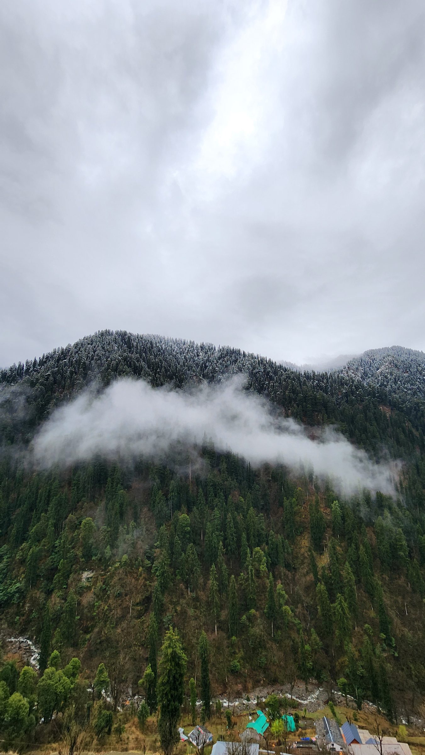 Dense green forest landscape covered in thick mist and clouds