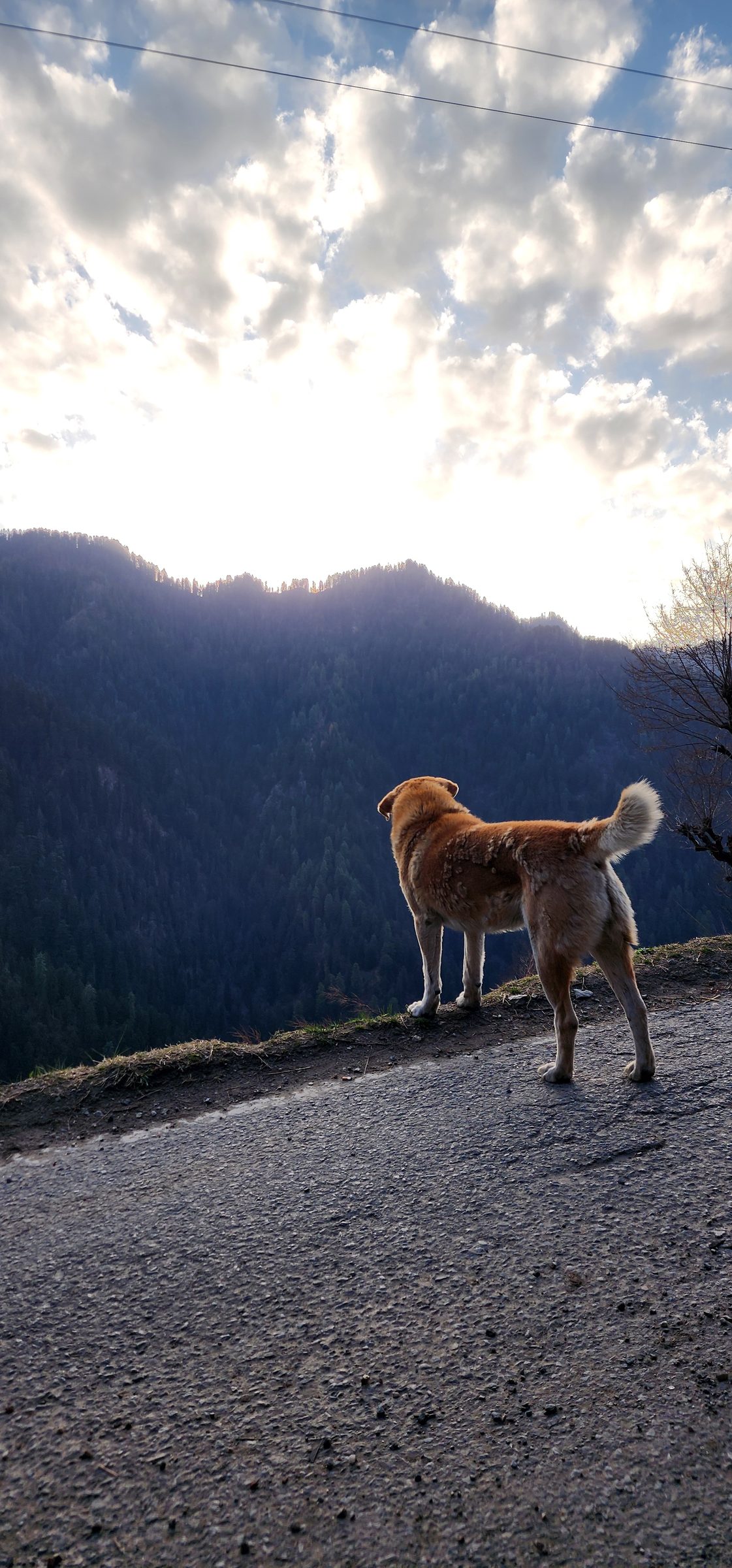 A golden dog stands on a road with mountains and clouds, Shoja