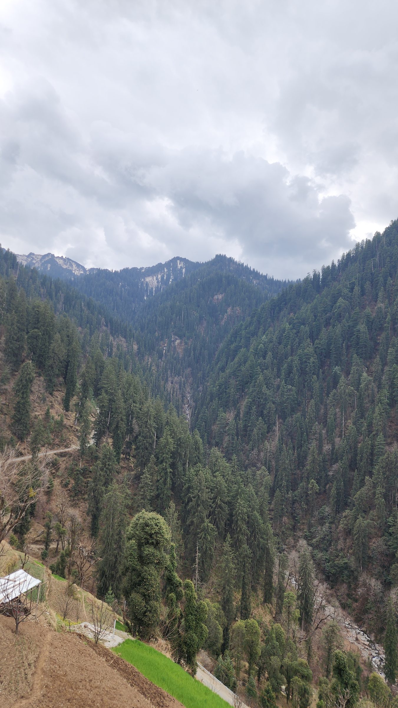 Sloping green and brown forest hills under an overcast sky in Jibhi Valley