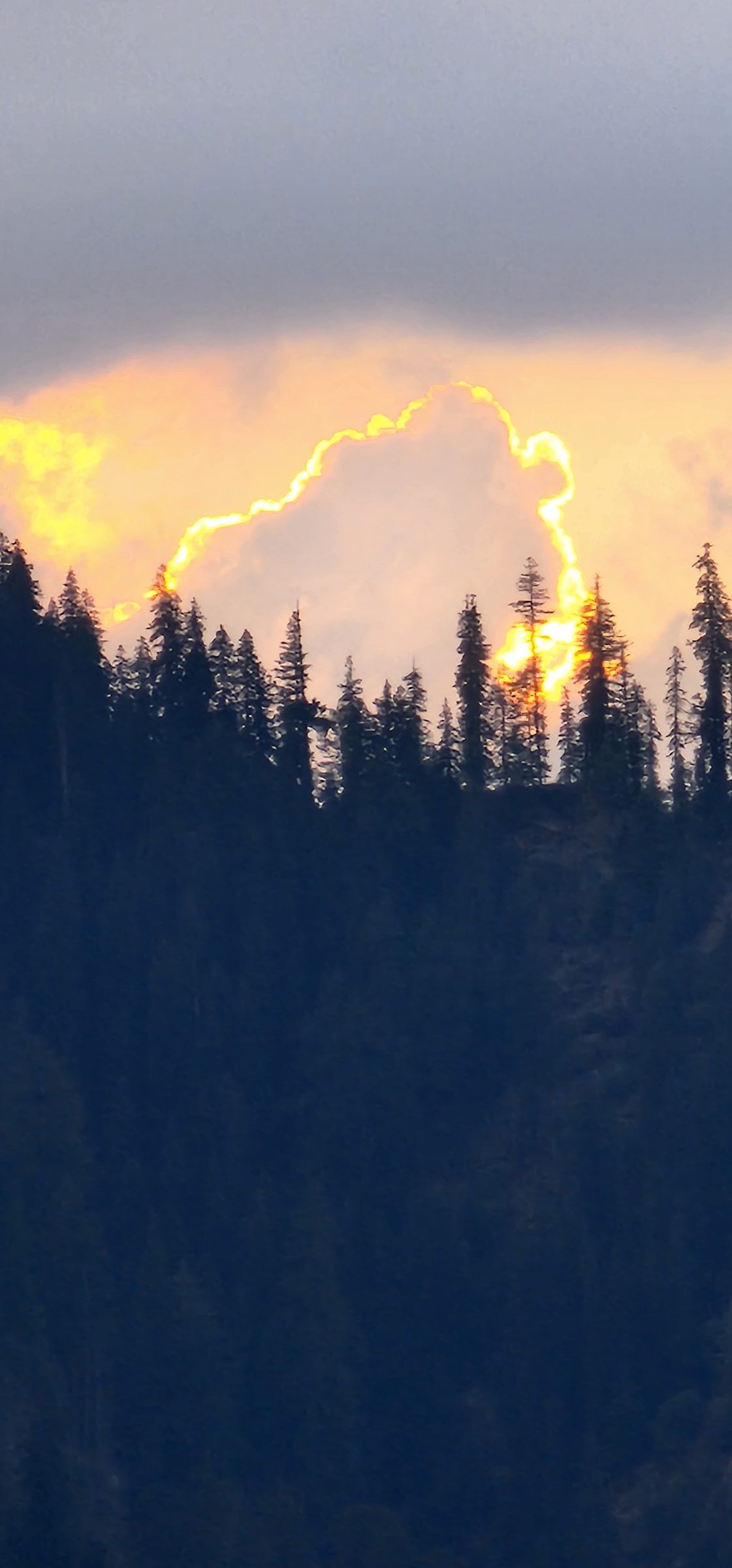 Dark pine trees silhouetted against a bright orange glowing sky